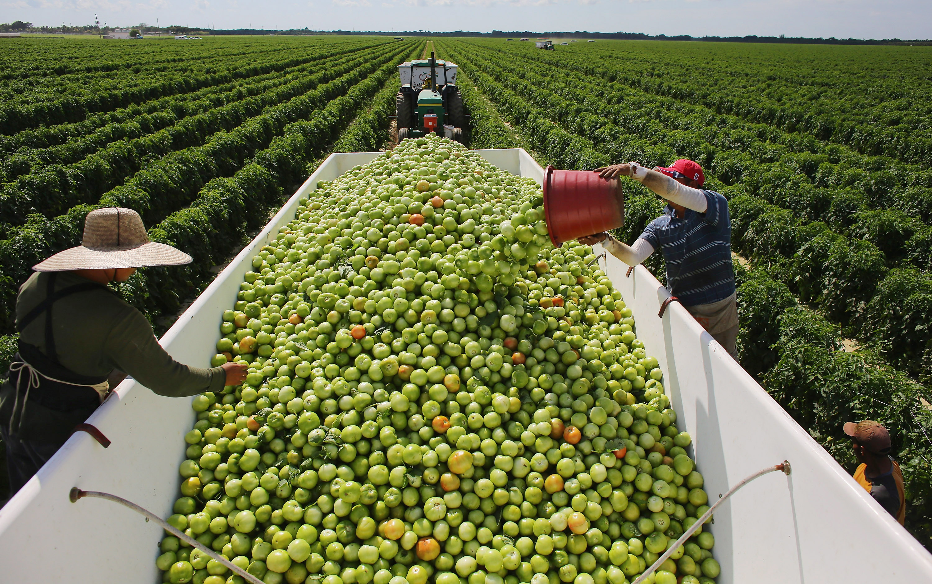Workers fill a trailer with tomatoes, in Florida, on Feb. 6, 2013. (Joe Raedle—Getty Images)
