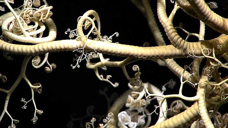 Basket star, 2016 Deepwater Exploration of the Marianas.
