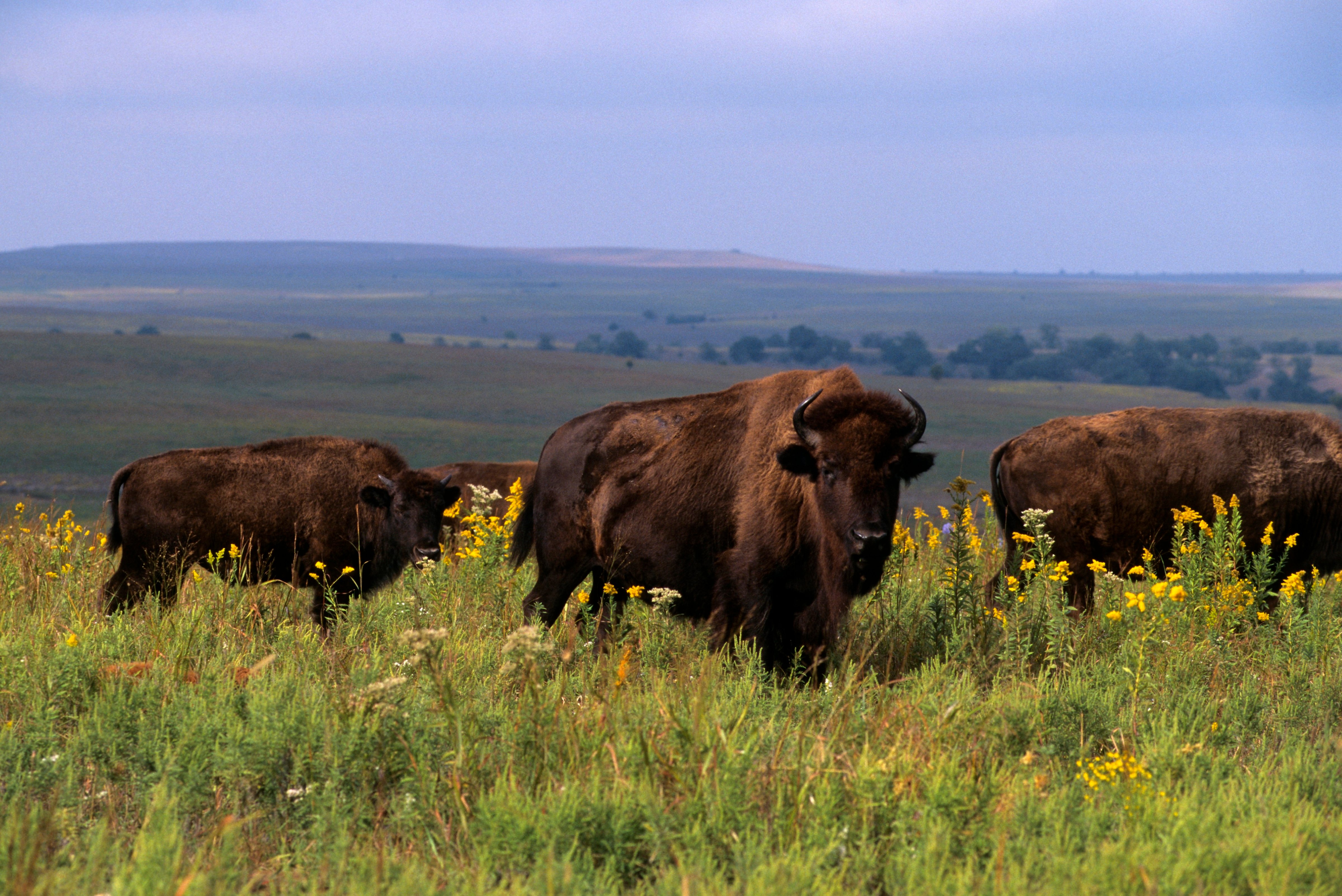 Bison near Pawhuska, Tallgrass Prairie Preserve in Oklahoma. (Wolfgang Kaehler—LightRocket via Getty Images)