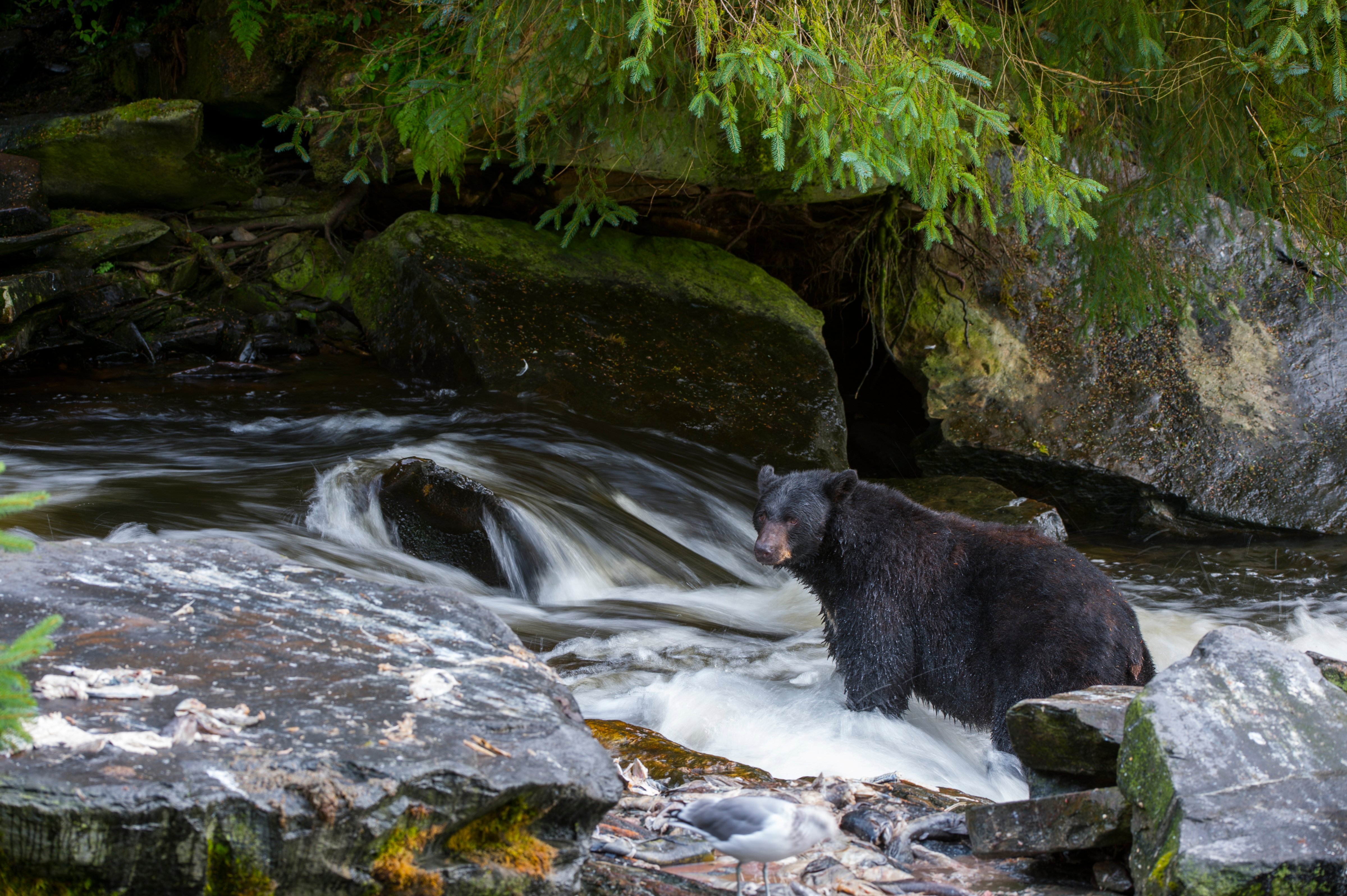 American black bear (Ursus americanus) looking for salmon at creek at Neets Bay fish hatchery, Behm Canal in Southeast Alaska near Ketchikan, USA. (Wolfgang Kaehler&mdash;LightRocket/Getty Images)