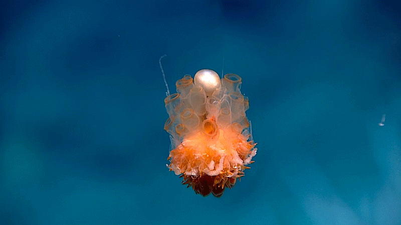 Dandelion siphonophore, 2016 Deepwater Exploration of the Marianas.