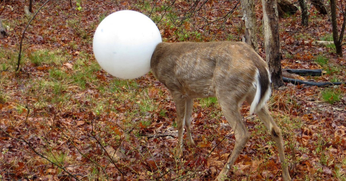 Deer Gets Head Stuck In Light Globe, Globe Stuck On Light Fixture