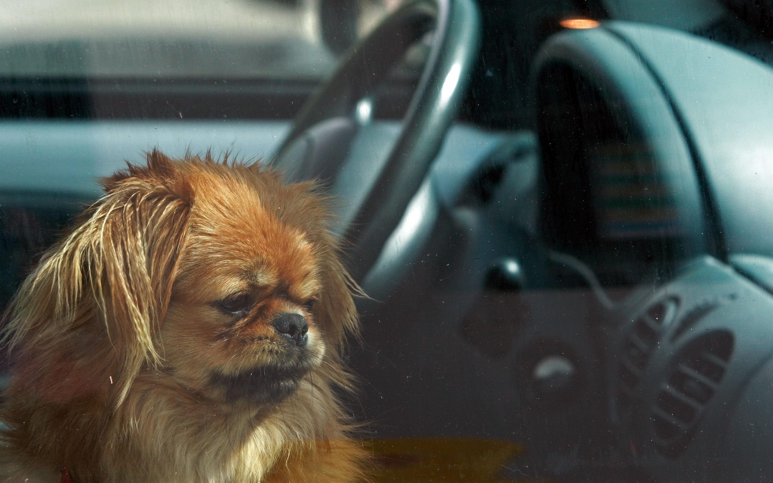 A cute little dog left alone in the car