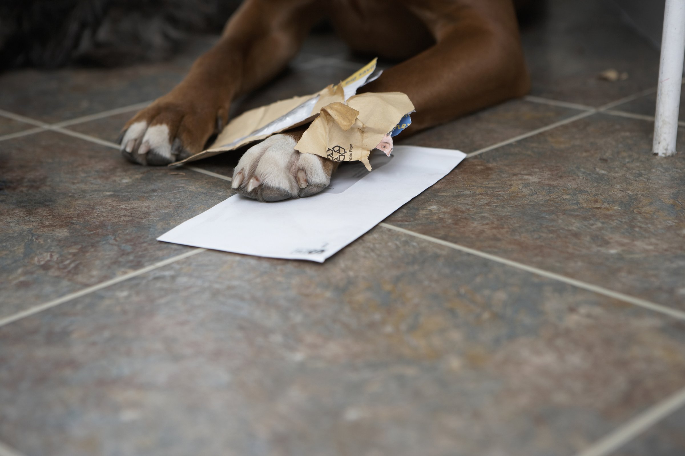 Dog lying in hallway with paw on chewed letters