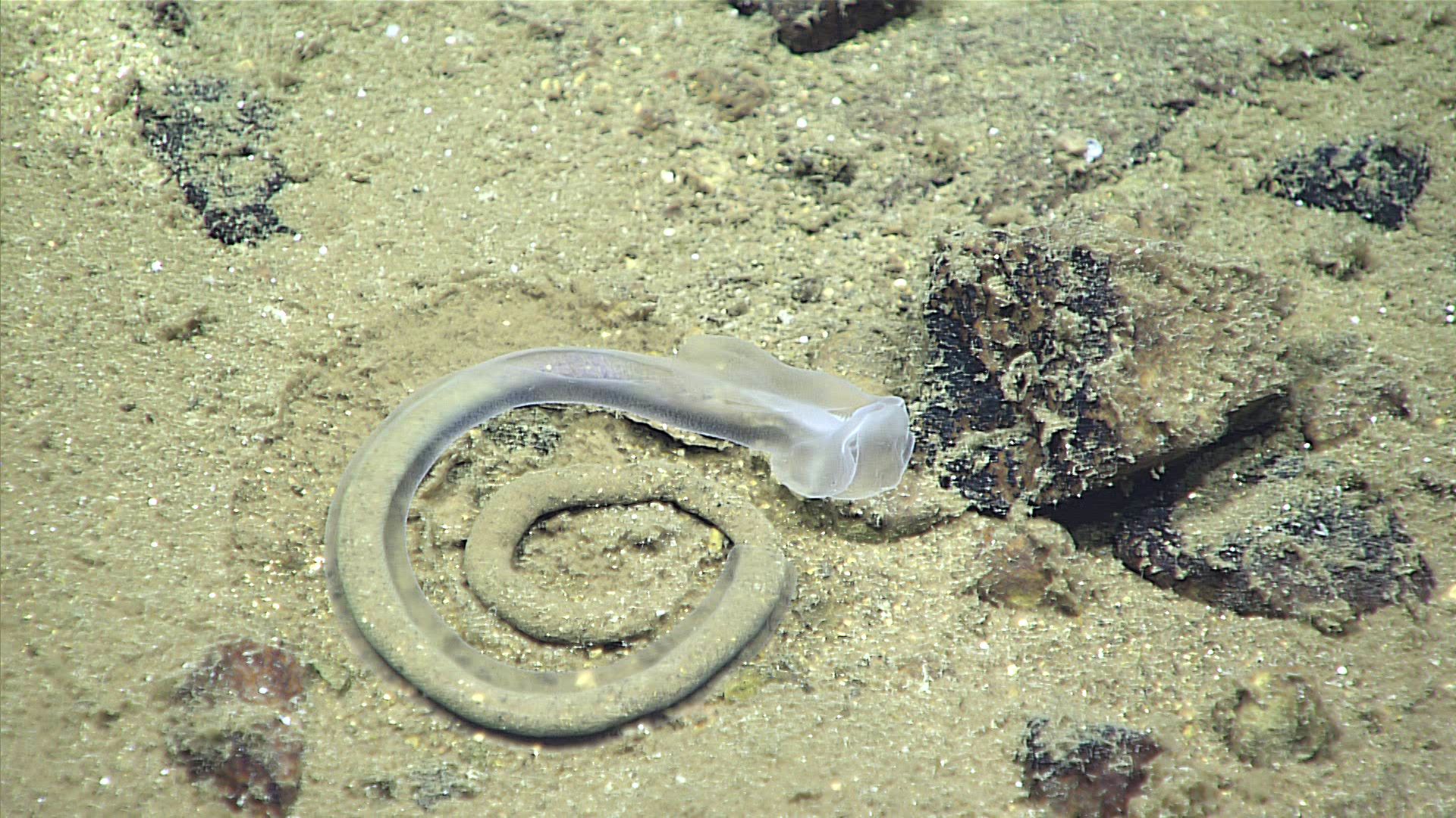 Enteropneust (or acorn worm), 2016 Deepwater Exploration of the Marianas.