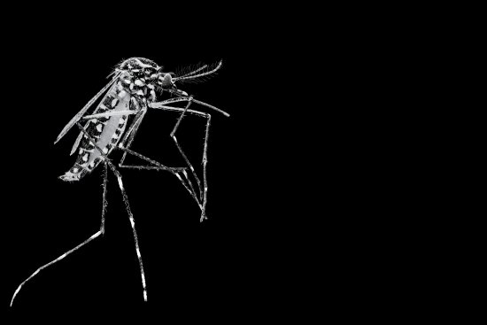 This magnified photograph shows an Aedes aegypti mosquito—the species capable of transmitting Zika