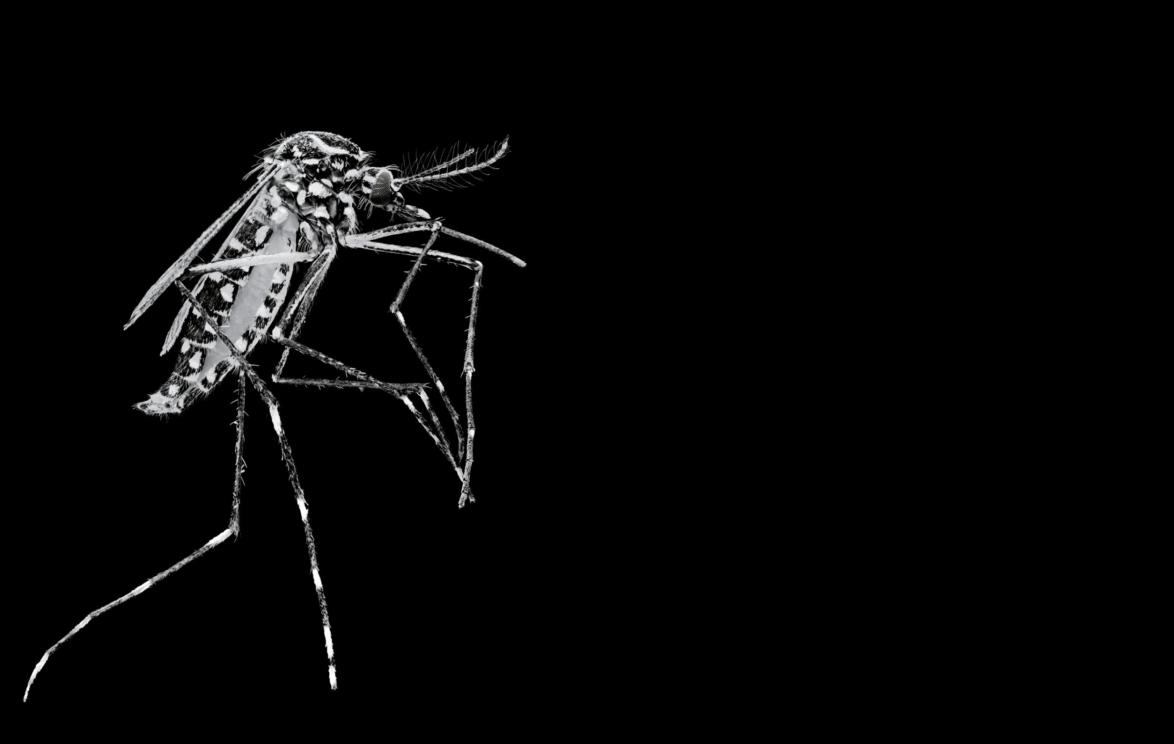 This magnified photograph shows an Aedes aegypti mosquito—the species capable of transmitting Zika