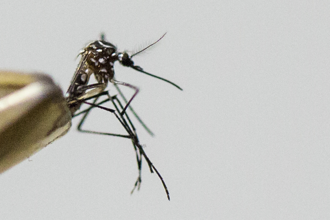 first brazil case zika africa