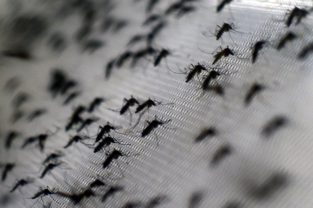 View of Aedes aegypti mosquitoes infected with the Wolbachia bacterium at the Oswaldo Cruz foundation in Rio de Janeiro, Brazil, on Oct. 2, 2014. (CHRISTOPHE SIMON—AFP/Getty Images)