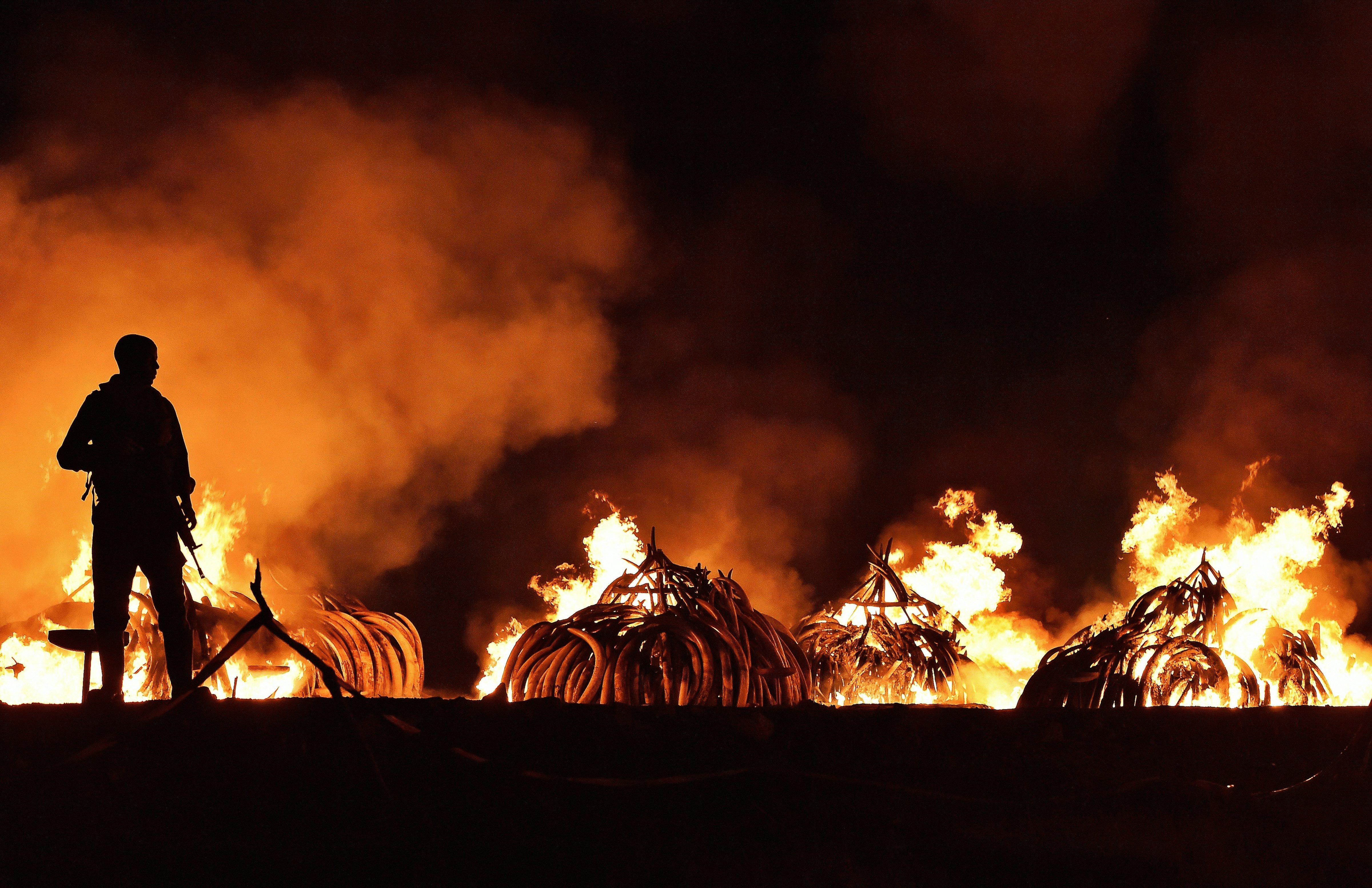 A Kenya Wildlife Services ranger stands guard in front illegal stockpiles of burning elephant tusks at the Nairobi National Park on April 30, 2016 (Carl De Souza—AFP/Getty Images)