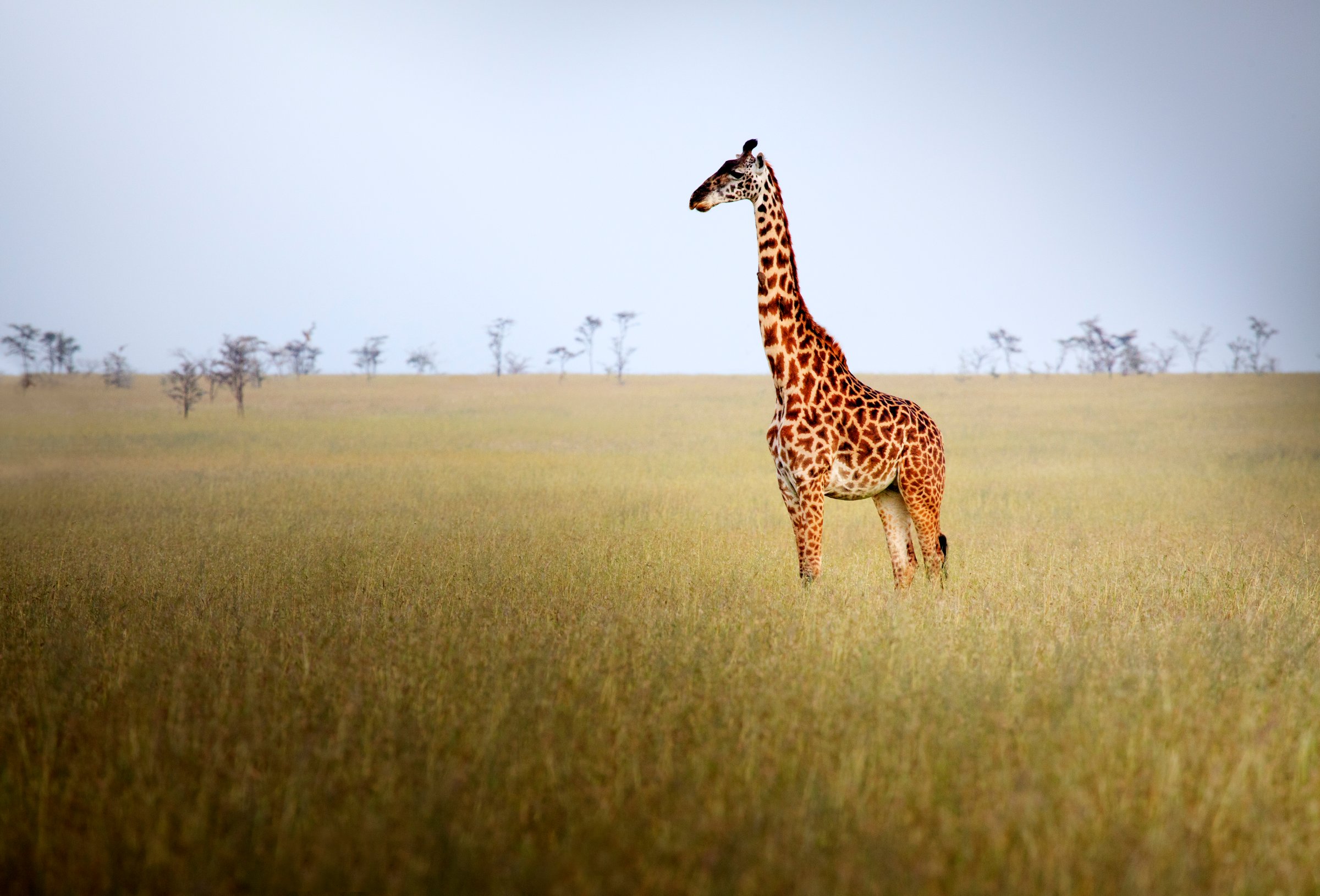 giraffe photo long necks
