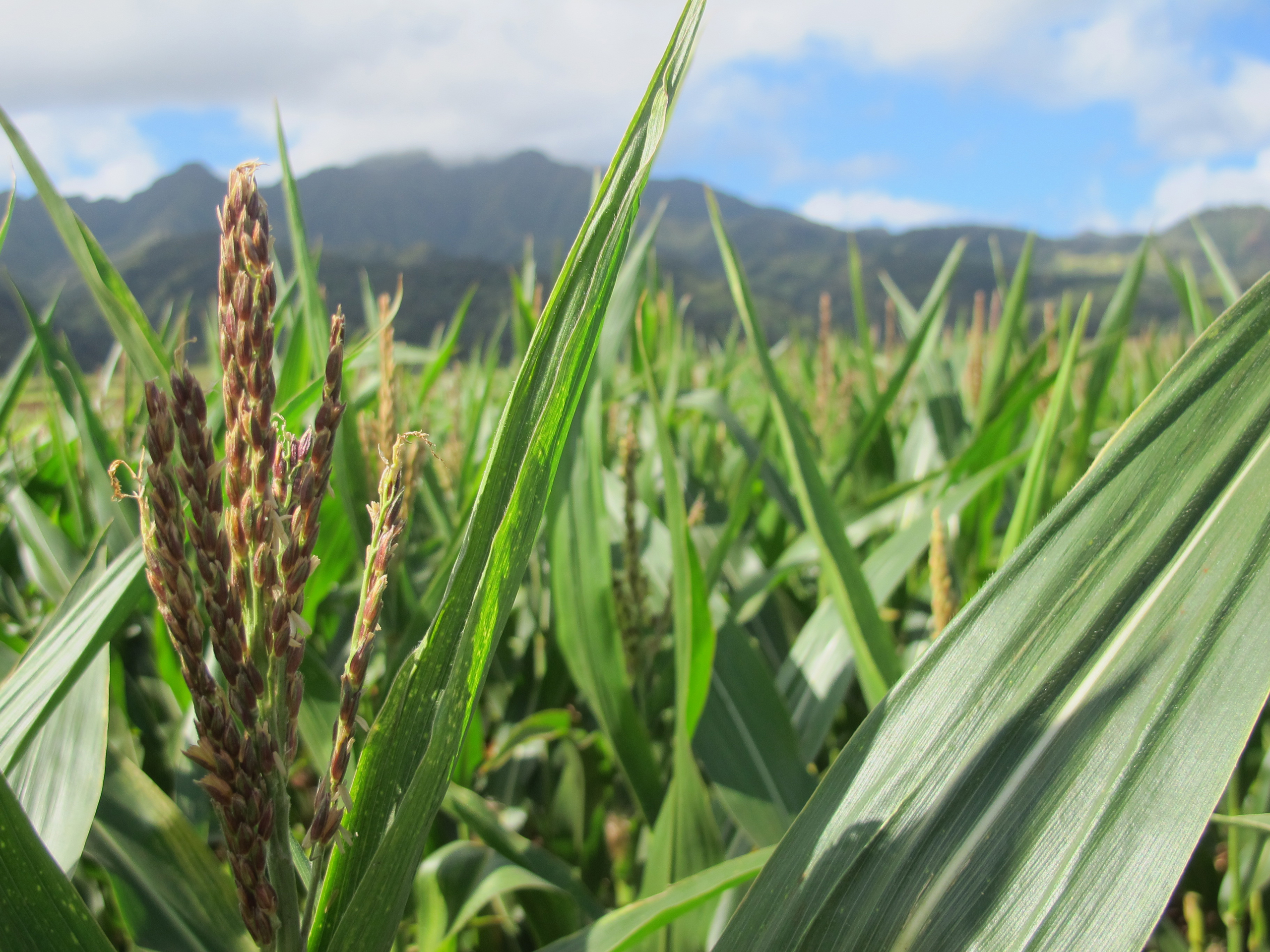 In this April 16, 2014 photo, a tassel of corn grows in a field on Pioneer Hi-Bred International land in Waialua, Hawaii. The nation’s leading corn seed companies have farms in Hawaii, but their fields have become a flash point in a spreading debate over genetic engineering in agriculture. (AP Photo/Audrey McAvoy)
