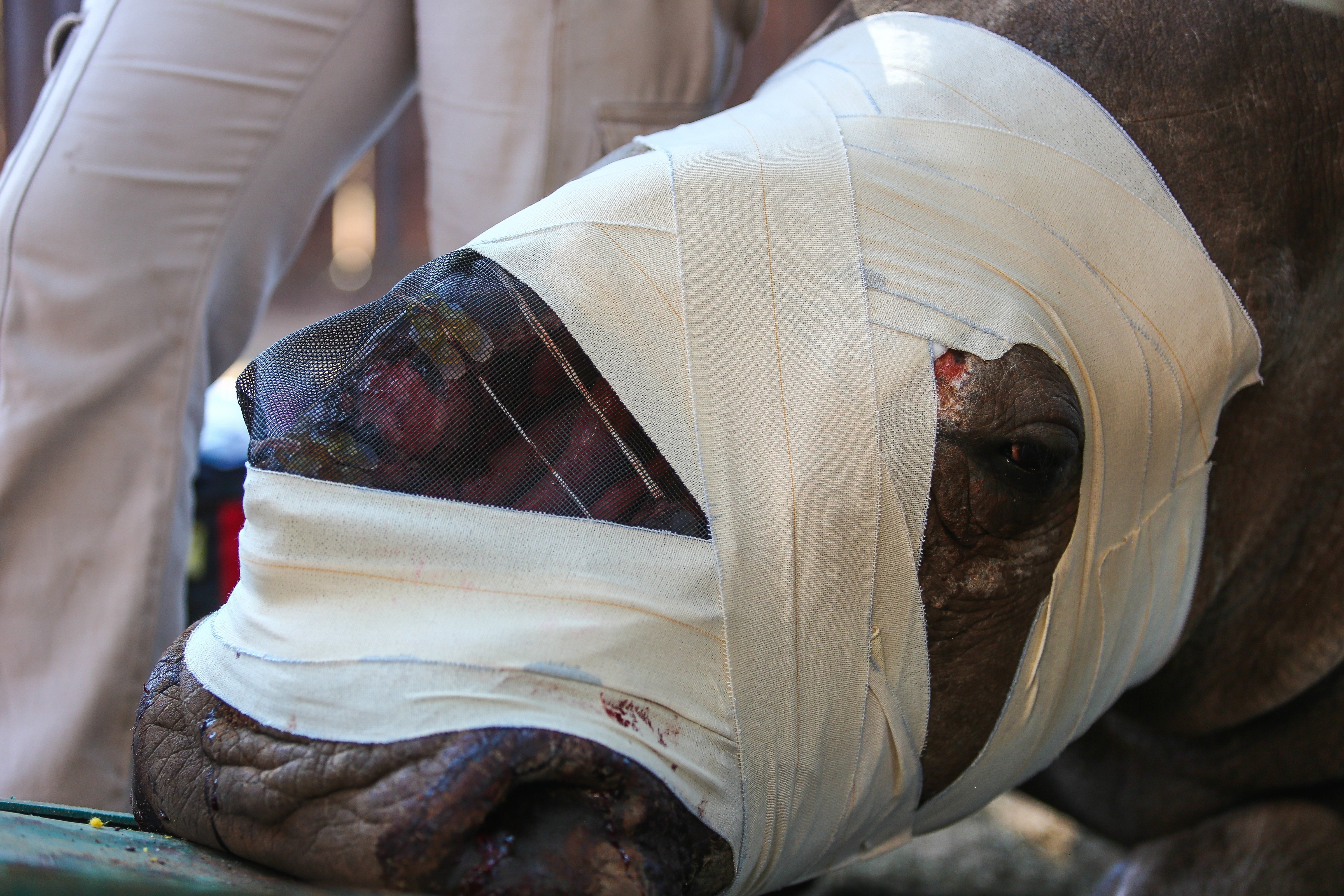 Hope the Rhino's face is bandaged after a surgical operation  in Limpopo, South Africa on May 3, 2016. (The Times—Getty Images)