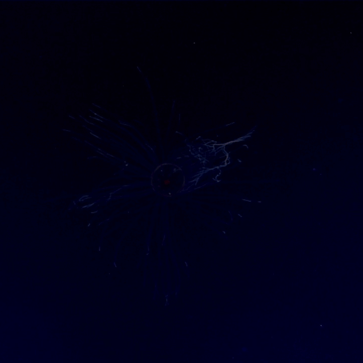 Unidentified jellyfish, 2016 Deepwater Exploration of the Marianas.