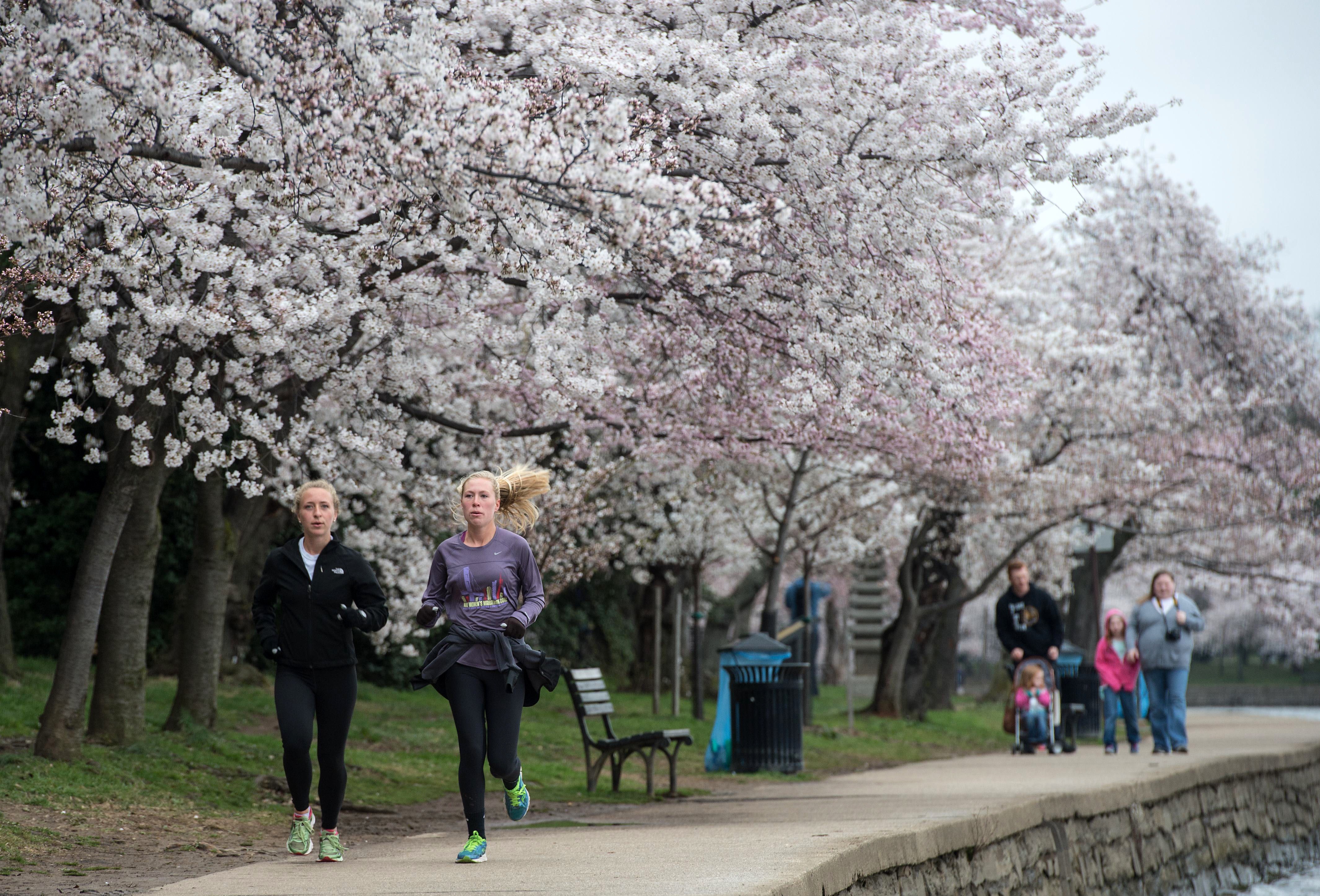 Two women jog under cherry blossoms by the Tidal Basin in Washington on April 8, 2015. (Nicholas Kamm&mdash;AFP/Getty Images)
