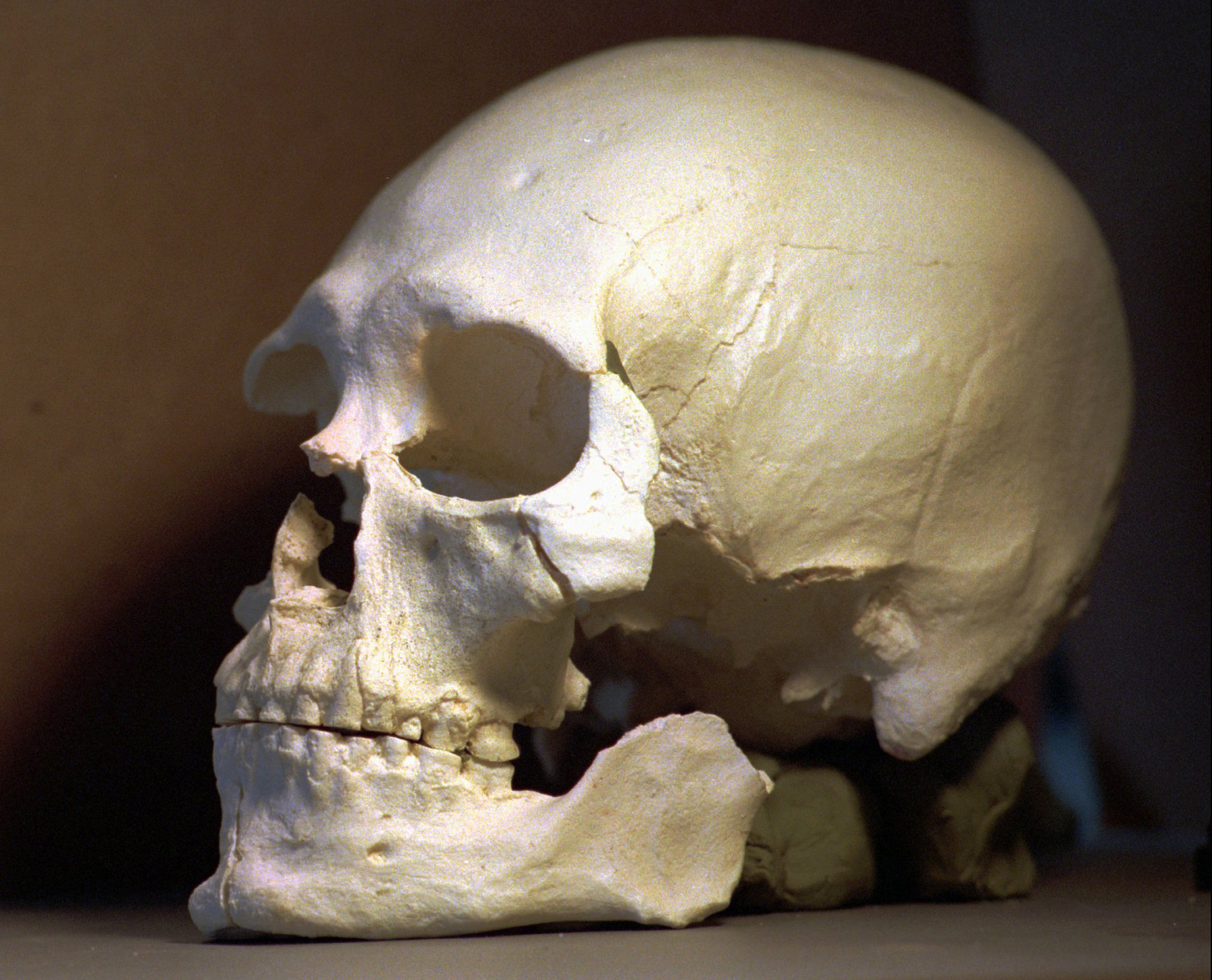 A plastic casting of the skull from the bones known as Kennewick Man, is seen in Richland, Washington, July 24, 1997. (Elaine Thompson—AP)