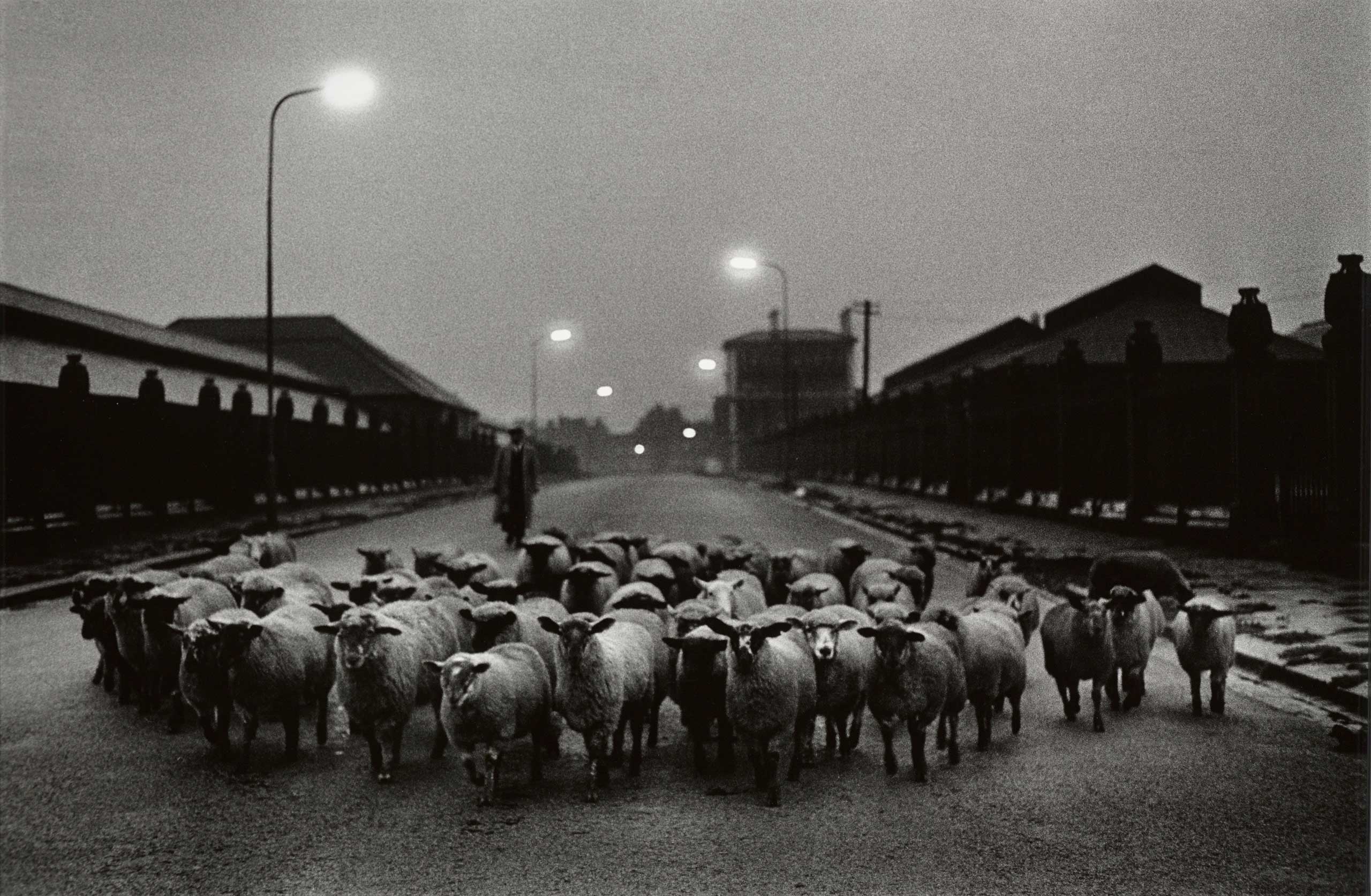 Sheep going to the Slaughter, Early Morning, Near the Caledonian Road, London 1965