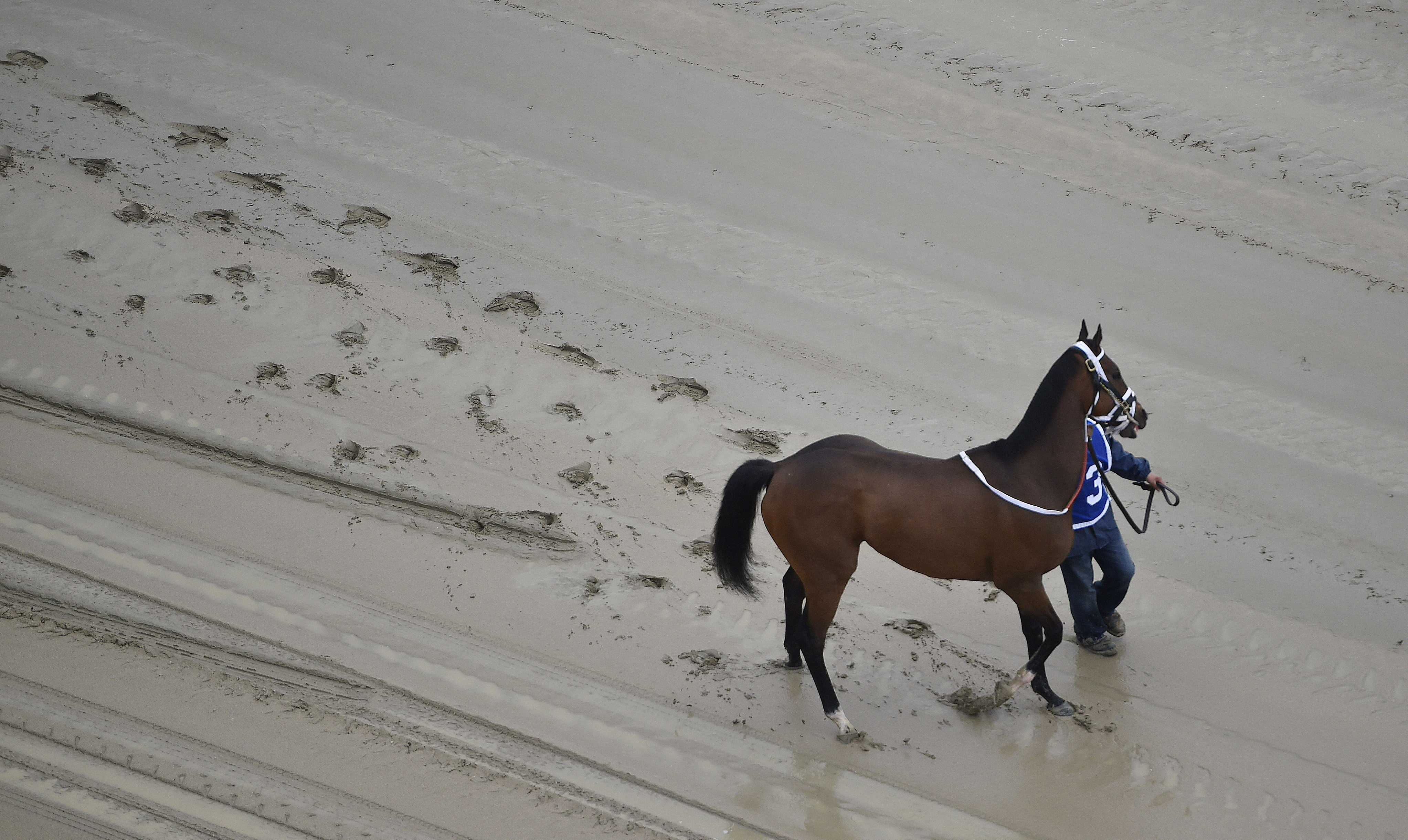 A hot walker moves down a muddy track with Homeboykris before the first horse race ahead of the 141st Preakness Stakes horse race at Pimlico Race Course in Baltimore, Md., on May 21, 2016.