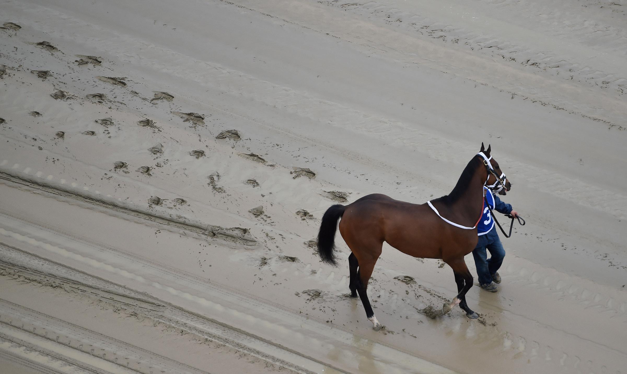 A hot walker moves down a muddy track with Homeboykris before the first horse race ahead of the 141st Preakness Stakes at Pimlico Race Course, Saturday, May 21, 2016, in Baltimore. (AP Photo/Mike Stewart)