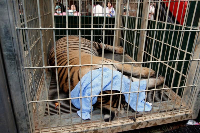 A sedated tiger is seen in a cage as officials start moving tigers from Thailand's controversial Tiger Temple in Kanchanaburi province