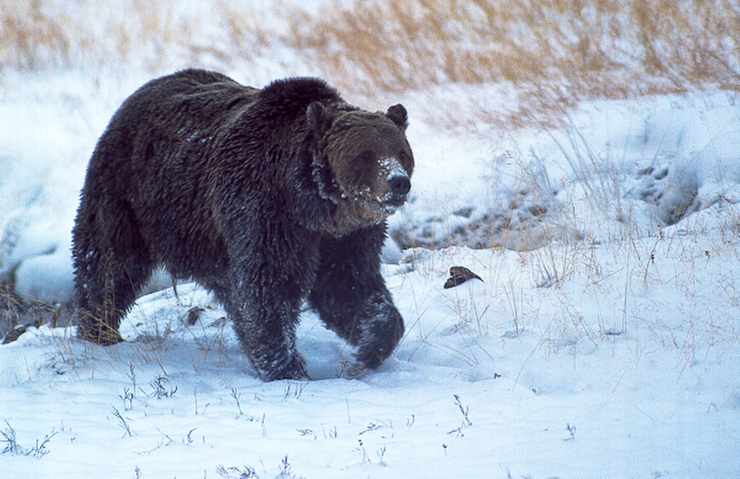 FILE - In this Oct. 2005, file photo provided by Ray Paunovich shows a well-known Yellowstone National Park grizzly bear known as "Scarface." Montana wildlife officials have confirmed that the grizzly bear was shot and killed during a confrontation with a hunter north of Gardiner last fall. (Ray Paunovich via AP, File)