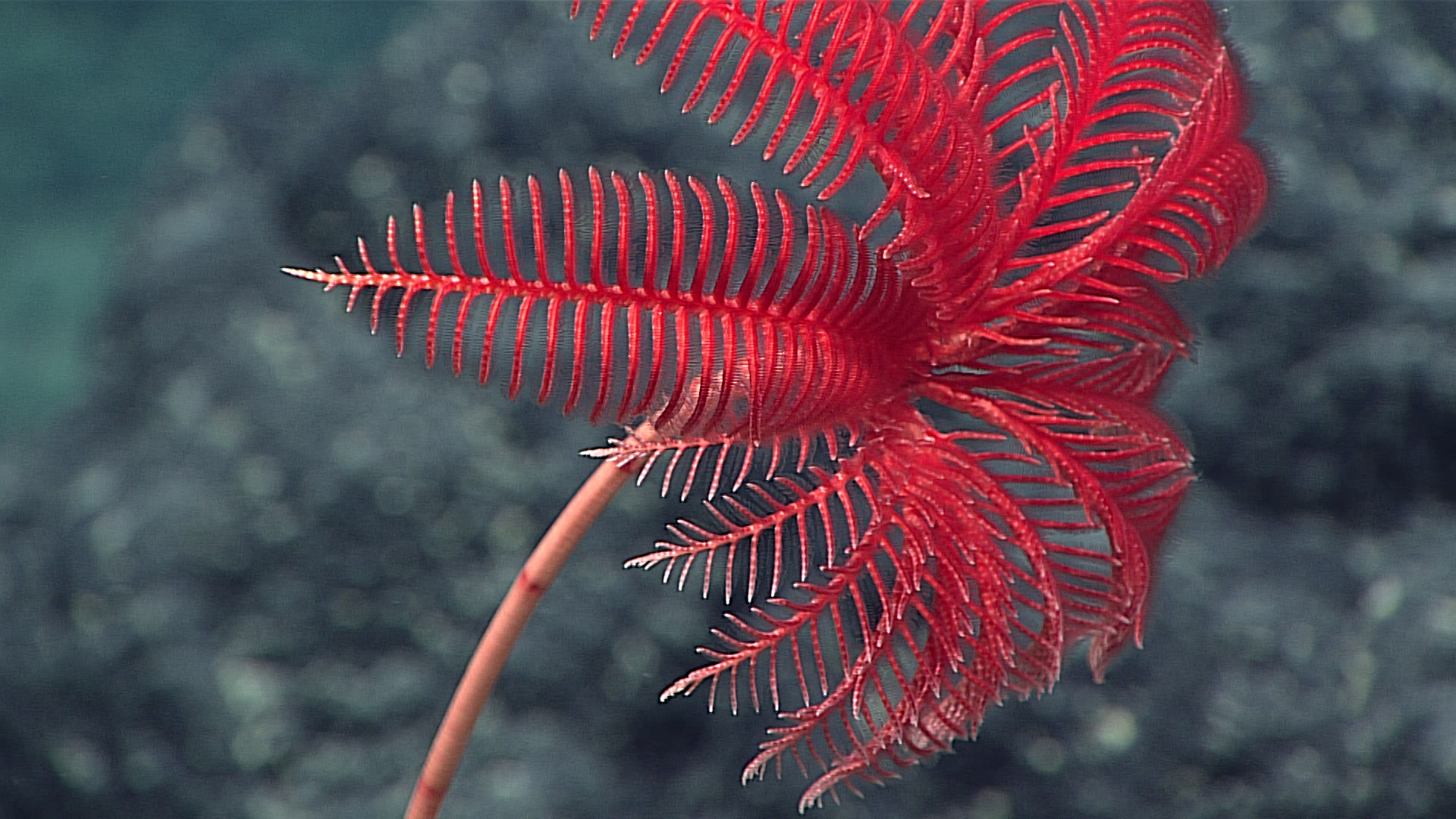 Stalked crinoid, 2016 Deepwater Exploration of the Marianas.