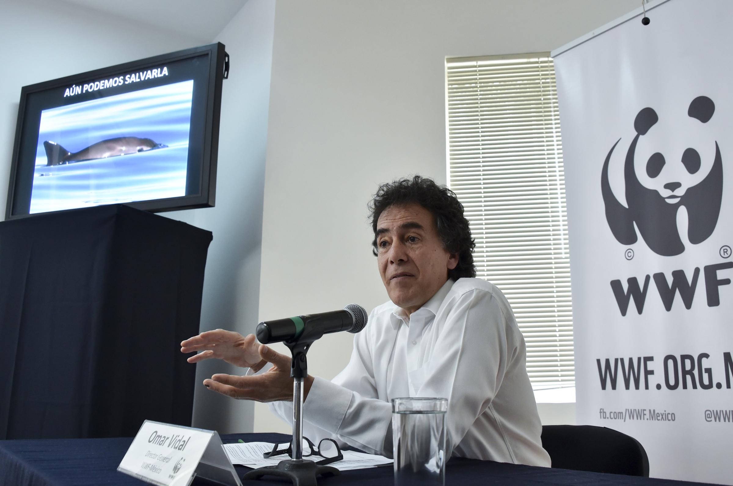 Mexico's General Director of World Wide Fund for Nature (WWF) Omar Vidal speaks during a press conference next to the image of a "vaquita marina" (Phocoena sinus) on a screen, in Mexico City on May 16, 2016. Environmentalists of WWF warned that Mexico's vaquita marina, the world's smallest porpoise, was close to extinction as the government reported that only 60 were now left. / AFP / YURI CORTEZ (Photo credit should read YURI CORTEZ/AFP/Getty Images)
