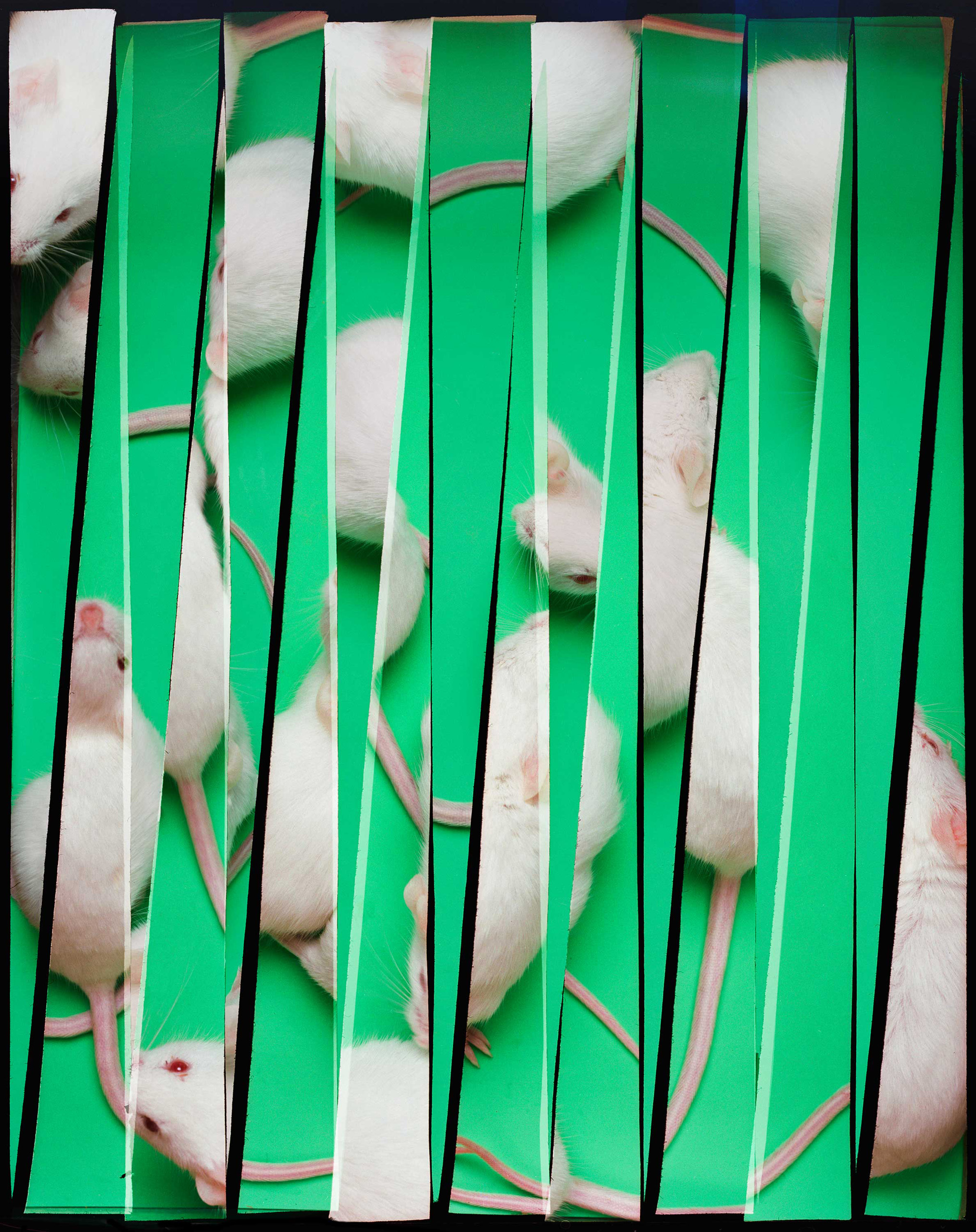 hannah-whitaker-time-magazine-crispr-fine-art-photography-contemporary-mice-tomato-baby