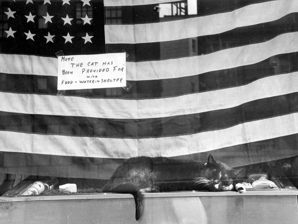 Charles Harbutt, Fat Cat, NYC, 1960