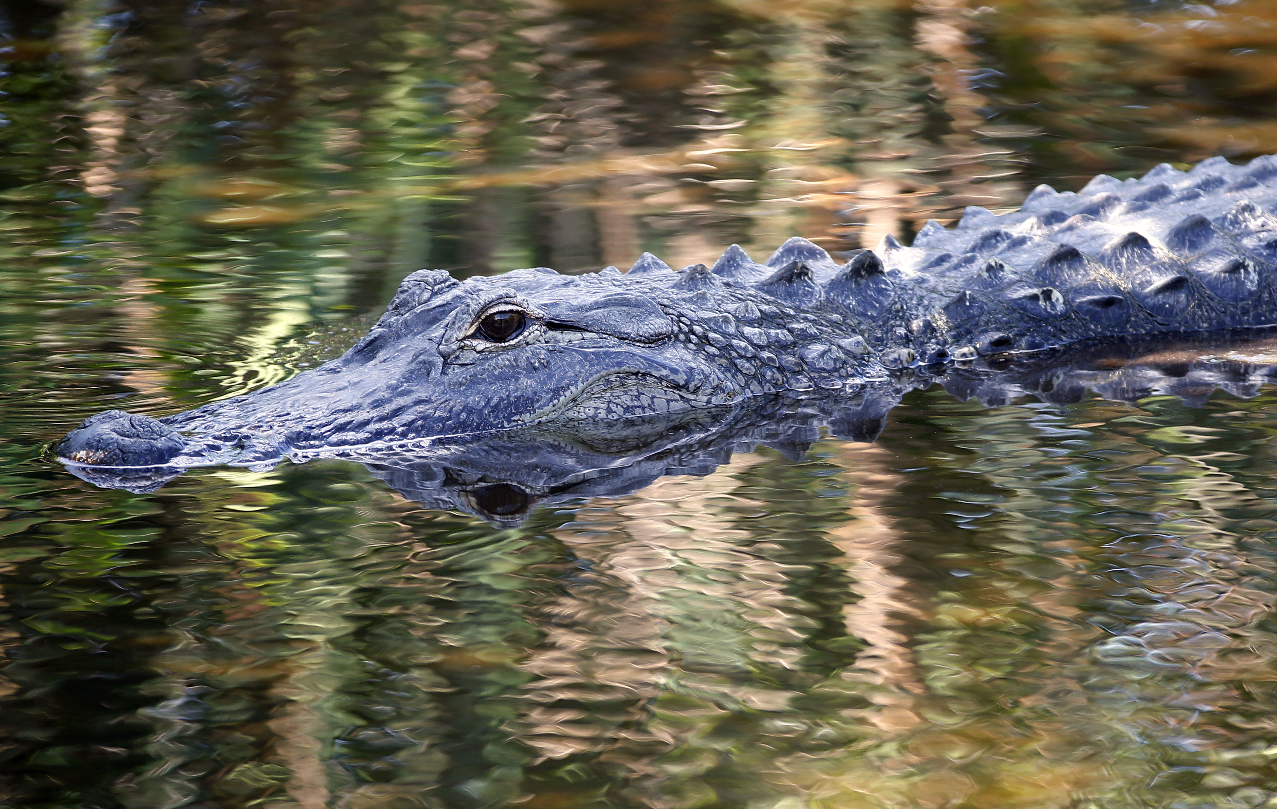An alligator swims in the waters at Wakodahatchee Wetlands in Delray Beach, Florida on 21 April 2016.
                      Spring is nesting season in South Florida and over 140 species of birds have been spotted in the wetlands. (Rhona Wise&mdash;AFP/Getty Images)