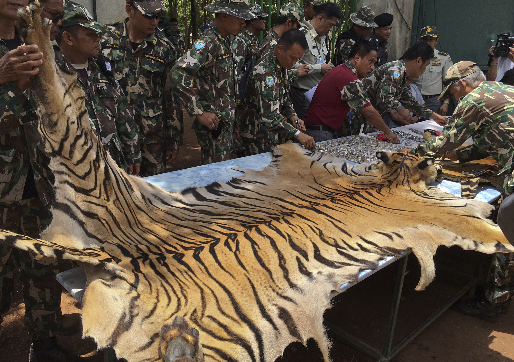 National Parks and Wildlife officers examine the skin of a tiger at the "Tiger Temple," in Saiyok district in Kanchanaburi province, west of Bangkok, Thailand, June 2, 2016.