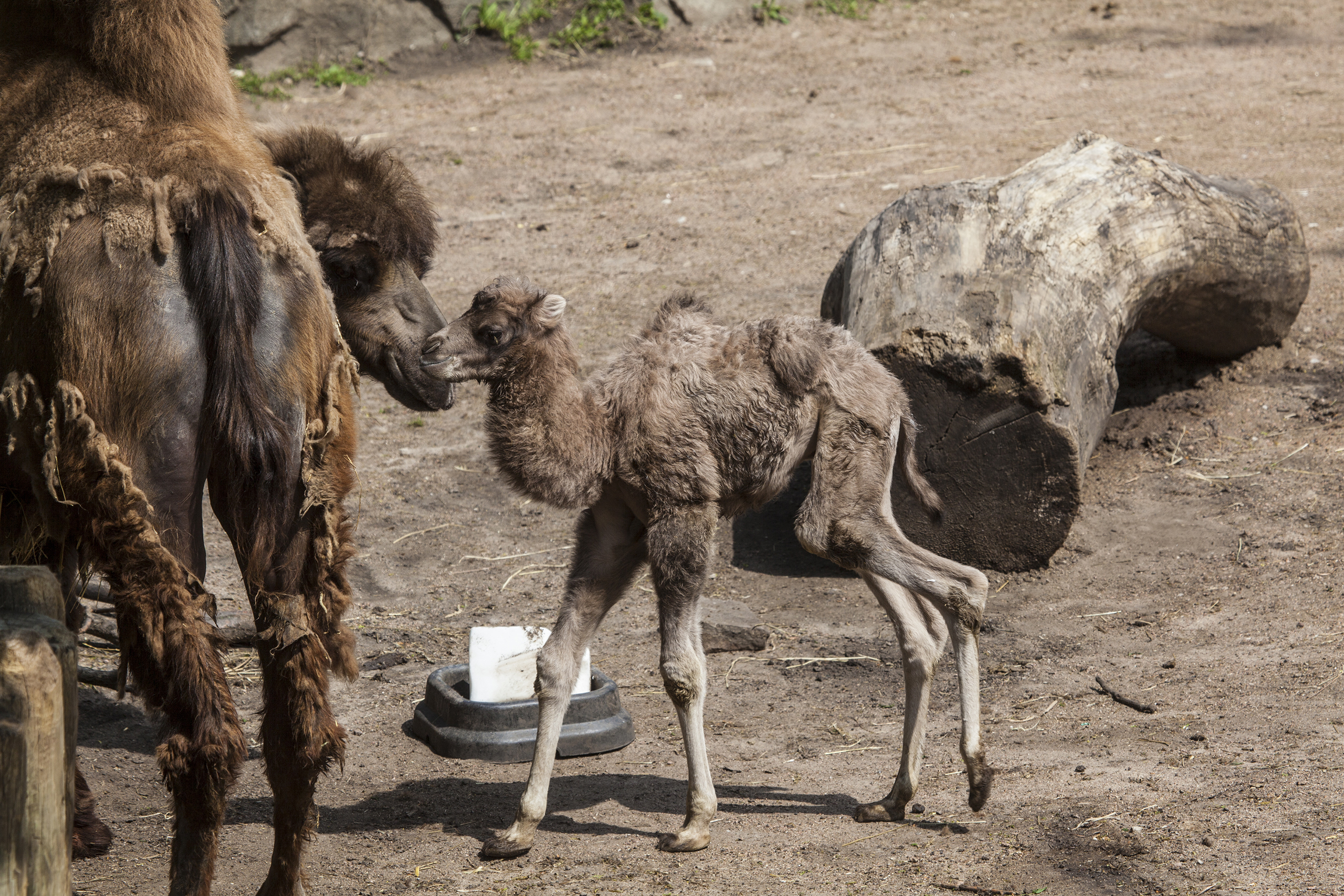 Bactrian-Camel-Camelton-Zoo