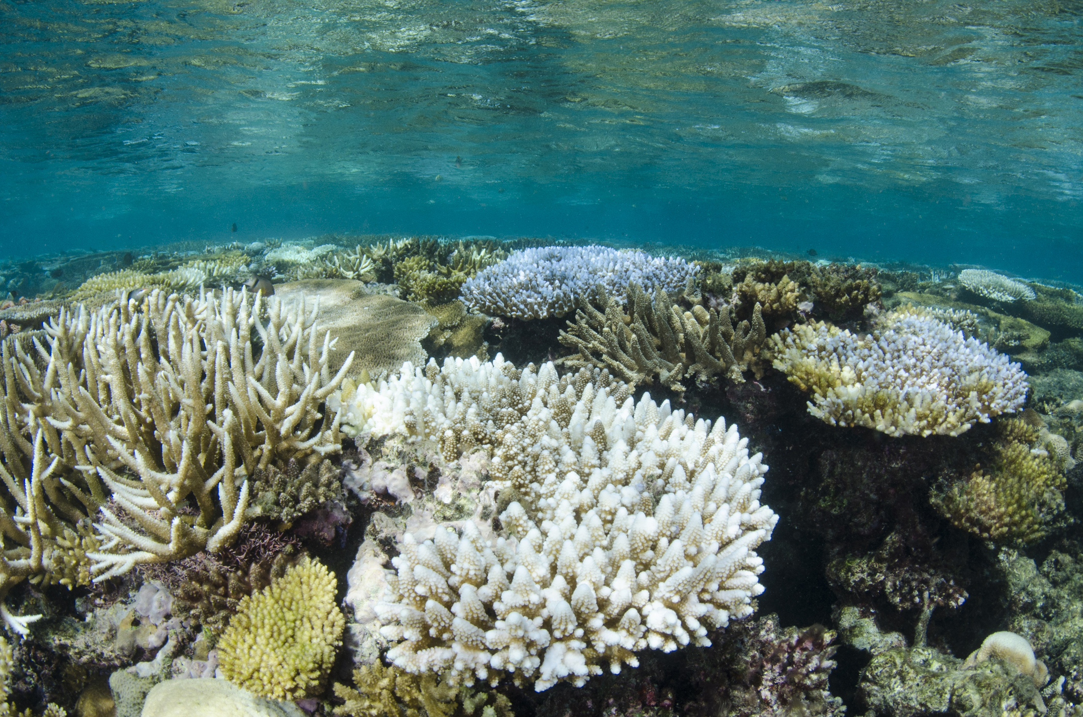 Coral bleaching is the loss of intracellular endosymbionts (Symbiodinium, also known as zooxanthellae) through either expulsion or loss of algal pigmentation. (Danita Delimont—Getty Images/Gallo Images)