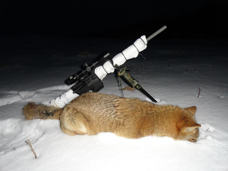 A dead coyote lays in front of an AR-15 George Sodergren used to kill the animal in Maine. ((George Sodergren))