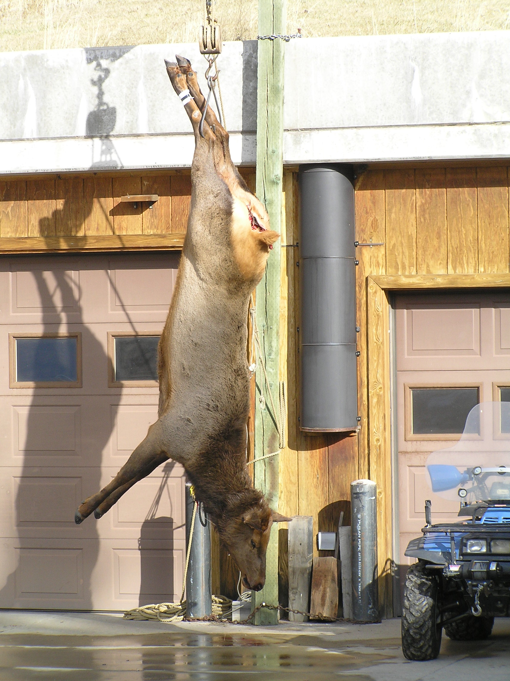 An elk Marbut shot in the head with his AR-10 semi-automatic rifle. ((Gary Marbut))