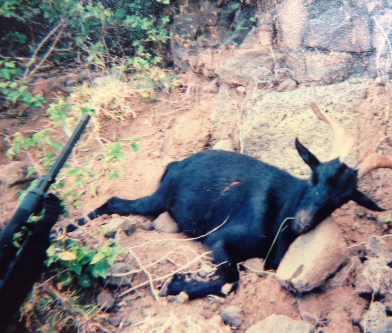 A goat killed in 2003 in the mountains on Kauai, the fourth largest Hawaiian island, with an AR-15. ((Jay Perreira))
