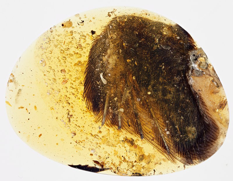 Amber containing an impeccably preserved bird's wing tip, found in the Hukawng Valley in northern Myanmar and described in the journal "Nature Communications," published June 28, 2016.