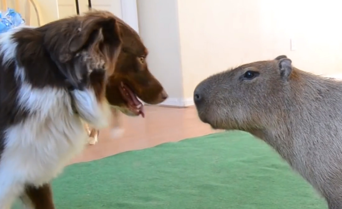 Capybara and a Dog Become Best Friends | Time