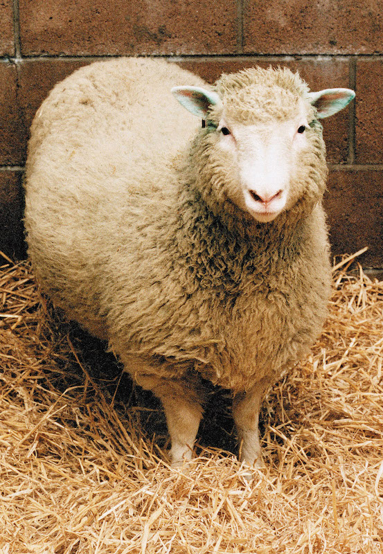 Dolly the Sheep, the world's first cloned mammal, is shown in this undated photo. (Getty Images)