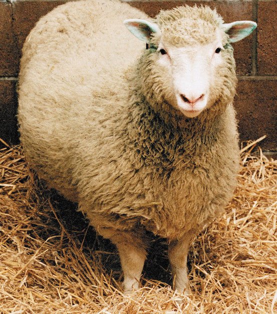 Dolly the Cloned Sheep at 20: How It Actually Happened | Time