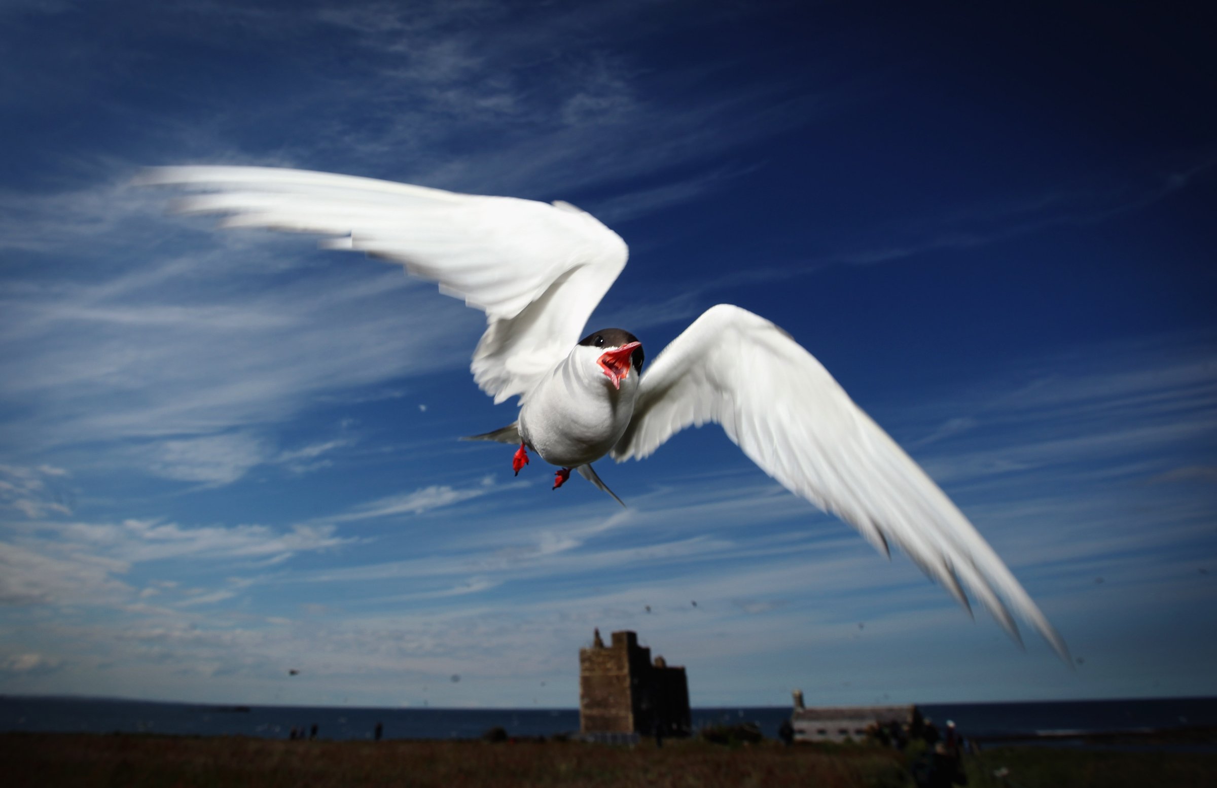 Visitors Enjoy The Wildlife At The Farne Islands