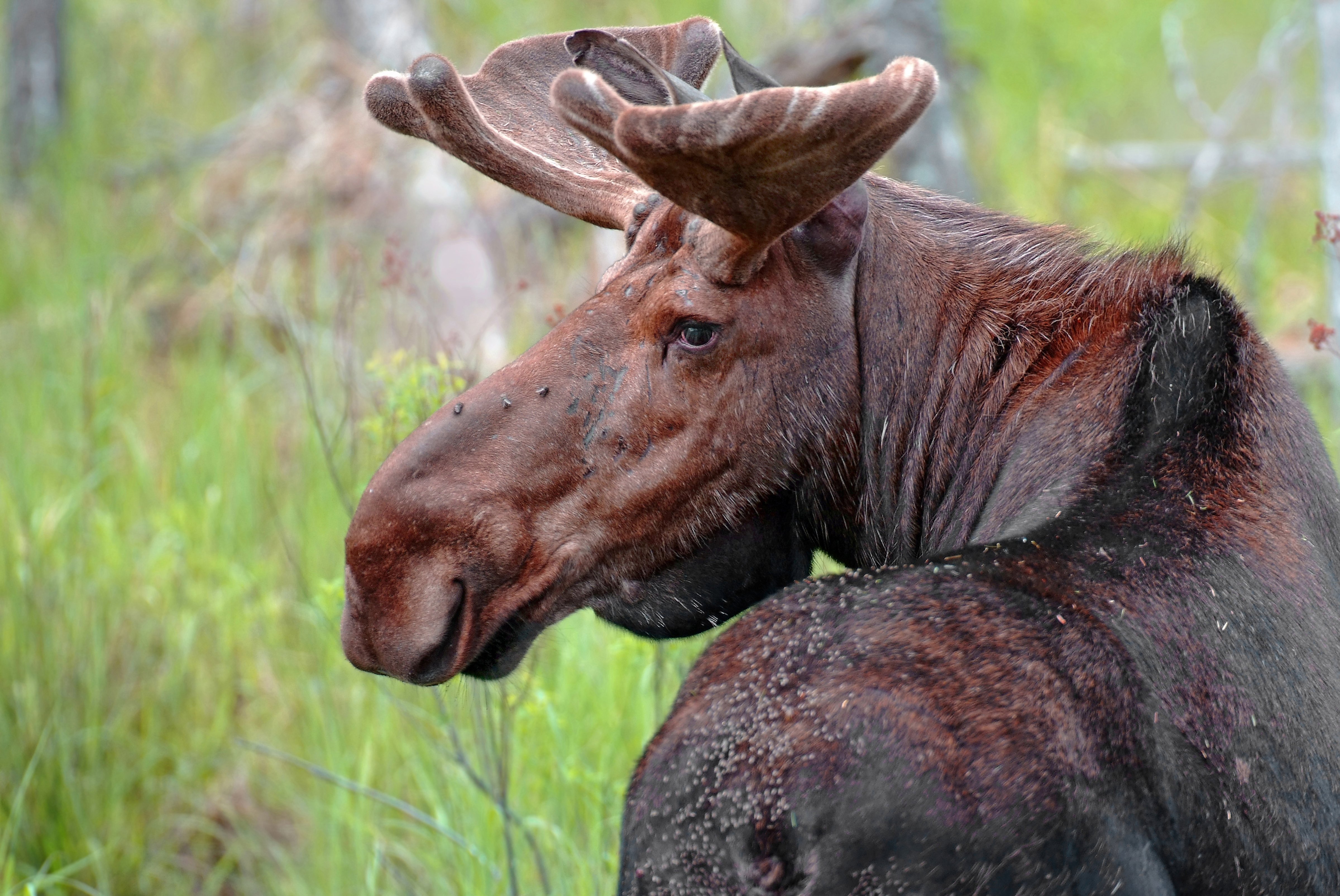 Moose in Springtime