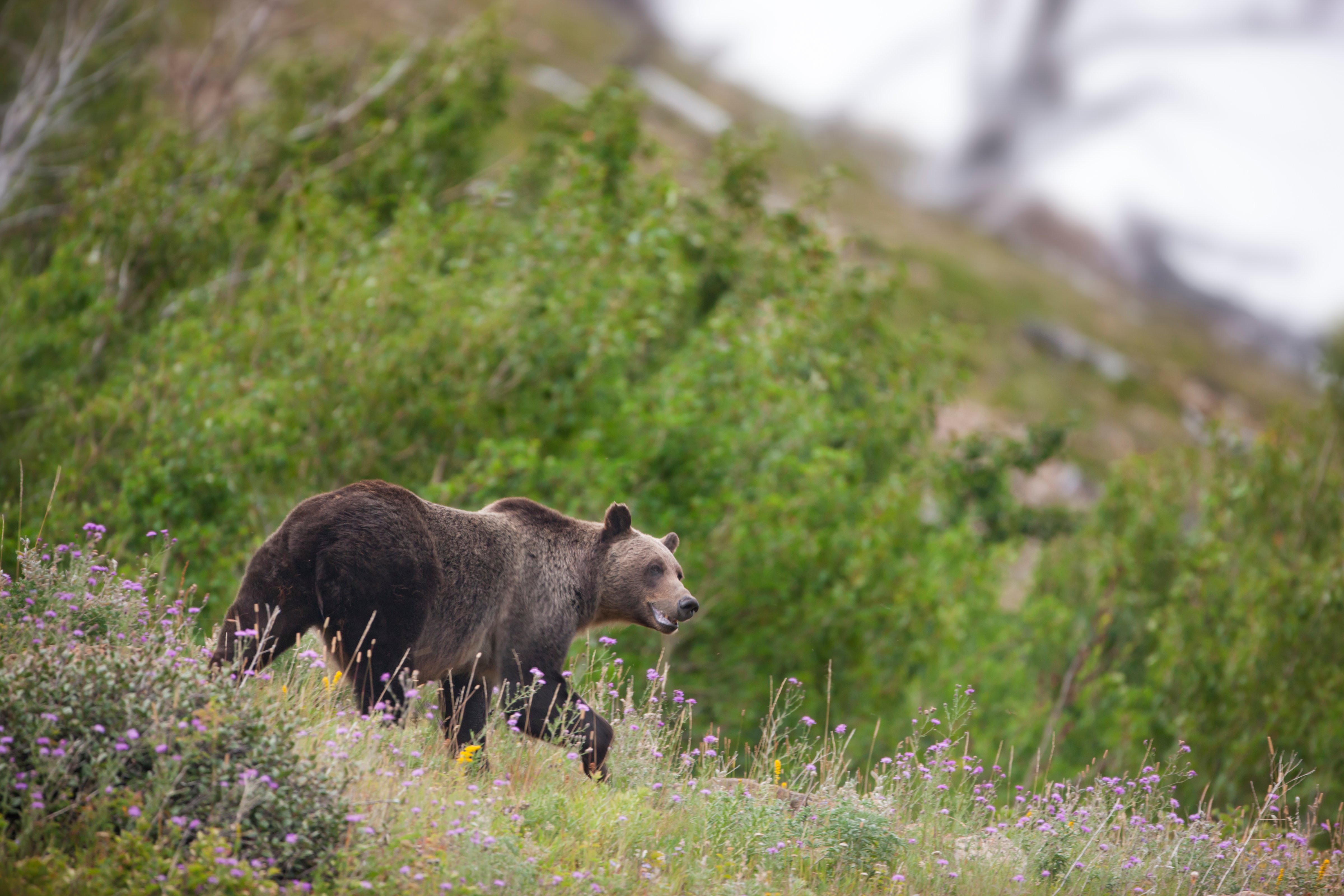 A large, adult Grizzly Bear on a hillside in Glacier National Park, Montana (Don Grall&mdash;Getty Images)