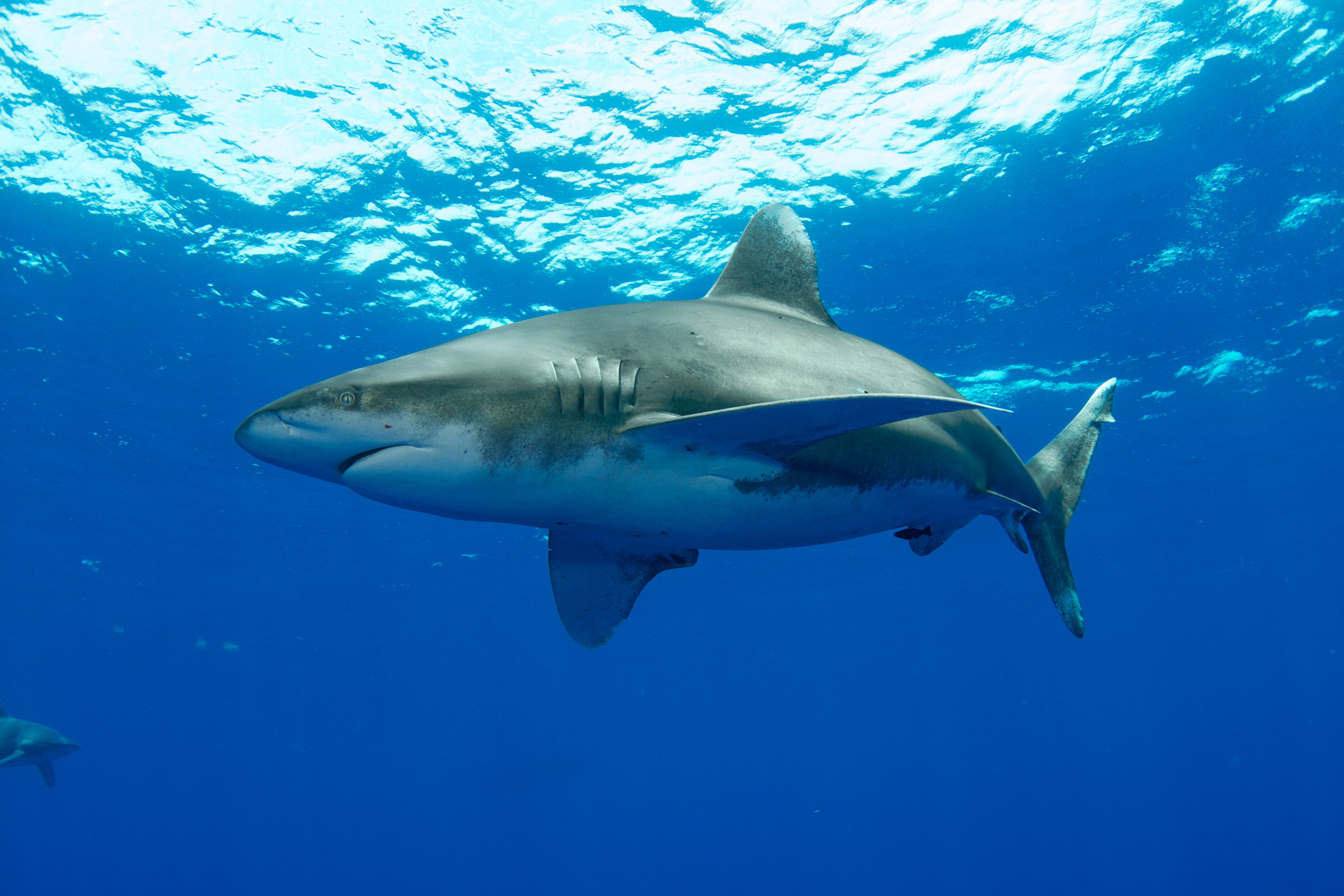 oceanic whitetip sharks, Bahamas, May 2012 (Norbert Wu&mdash;Getty Images/Minden Pictures RM)