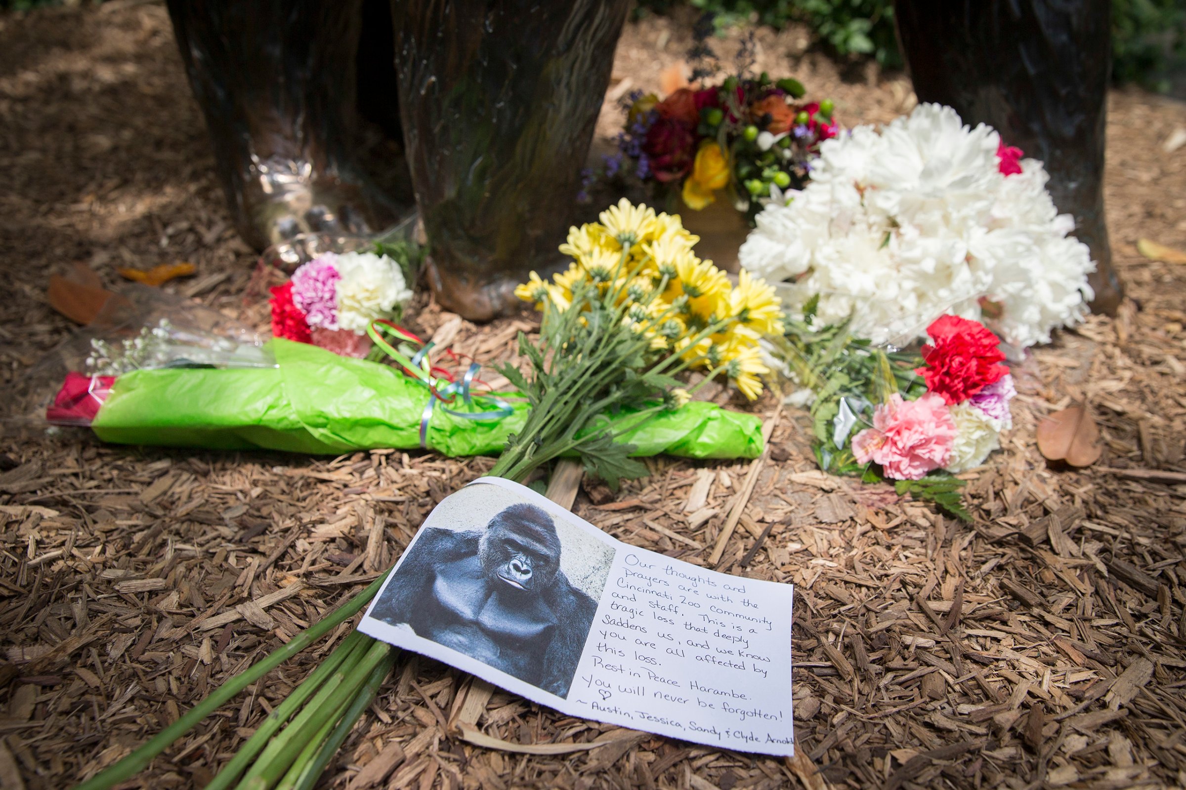 A sympathy card rests at the feet of a gorilla statue outside the Gorilla World exhibit at the Cincinnati Zoo & Botanical Garden, May 29, 2016.