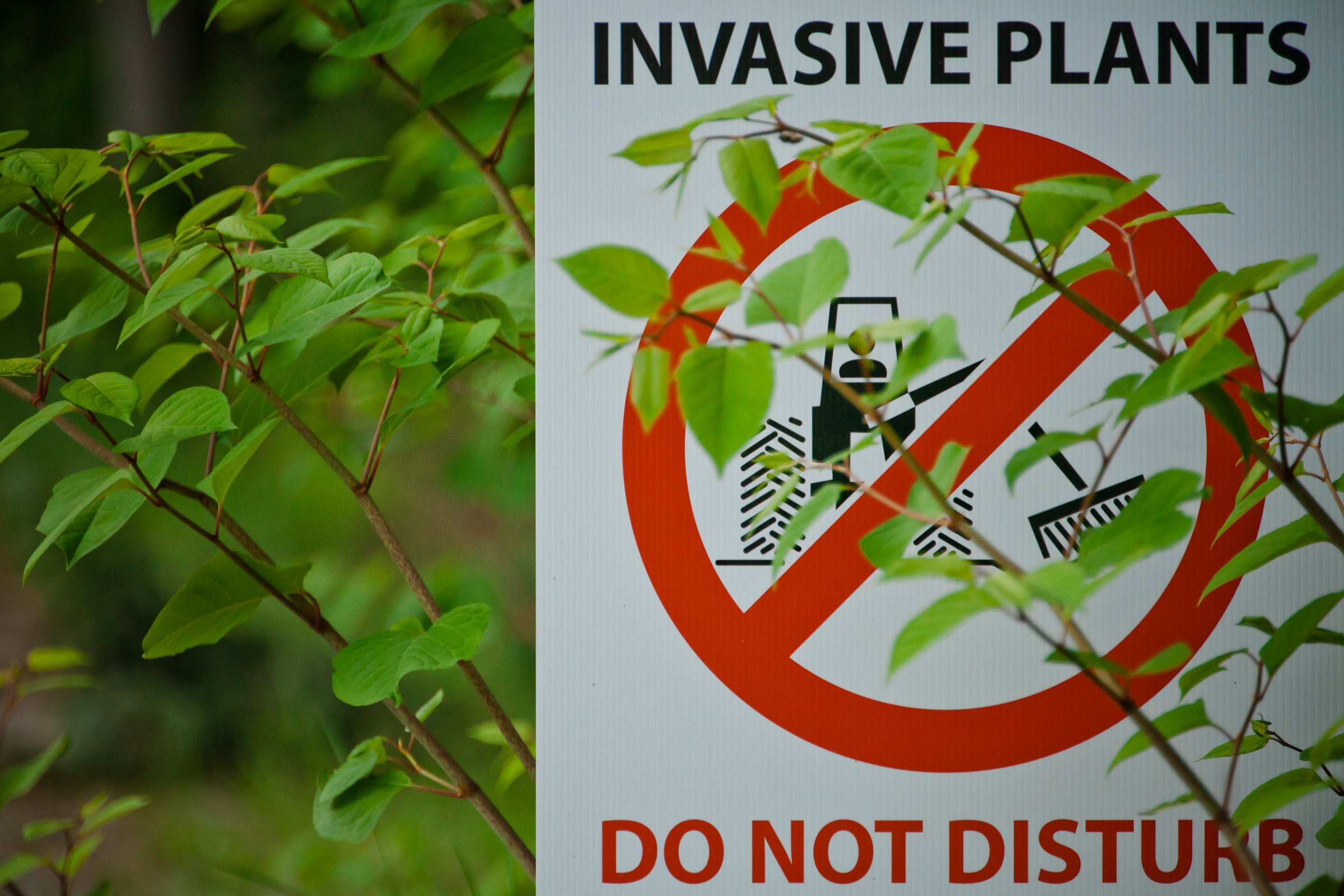 invasive-species-plants.jpeg