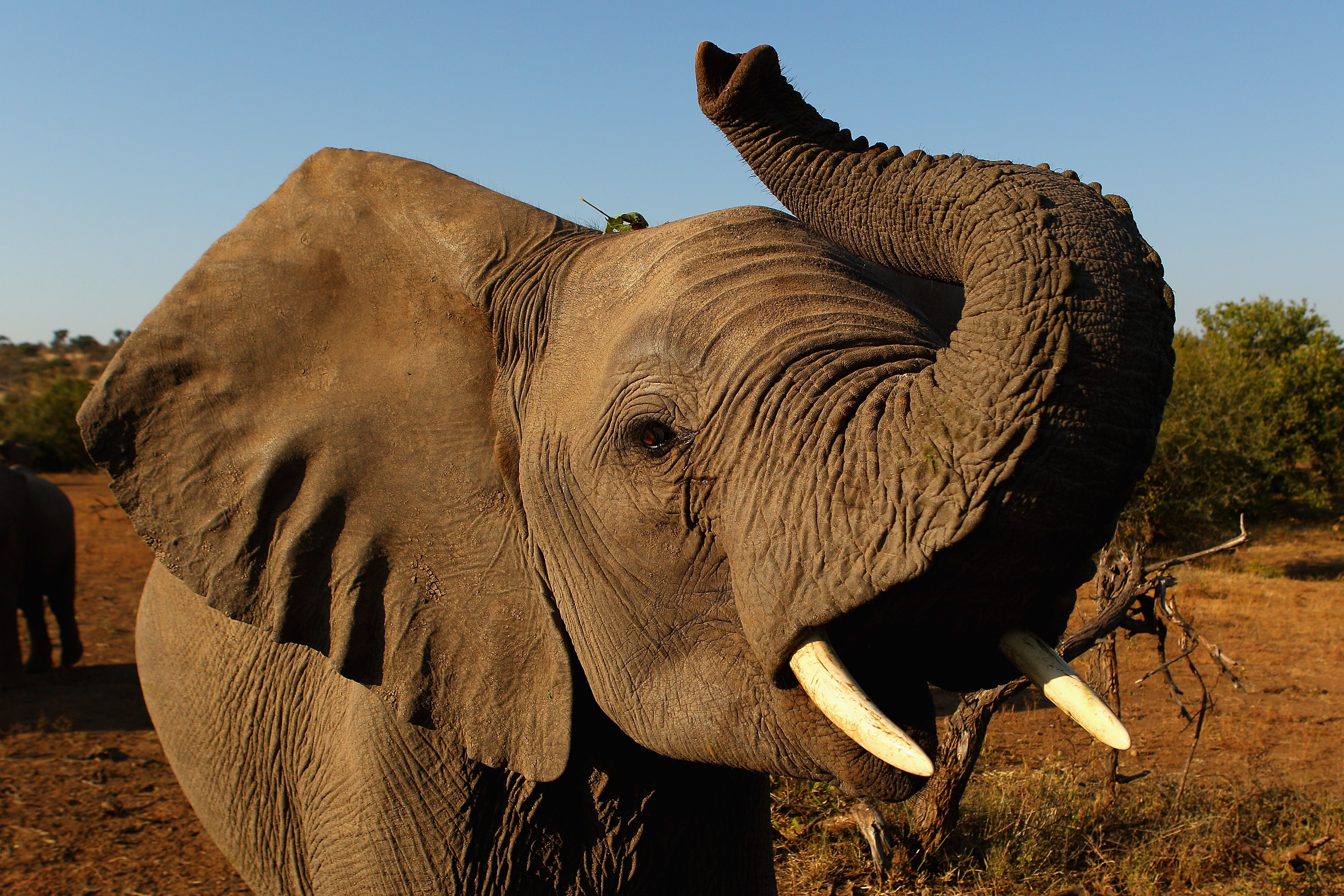 An elephant at the Mashatu game reserve in Mapungubwe, Botswana on July 26, 2010. (Cameron Spencer—Getty Images)