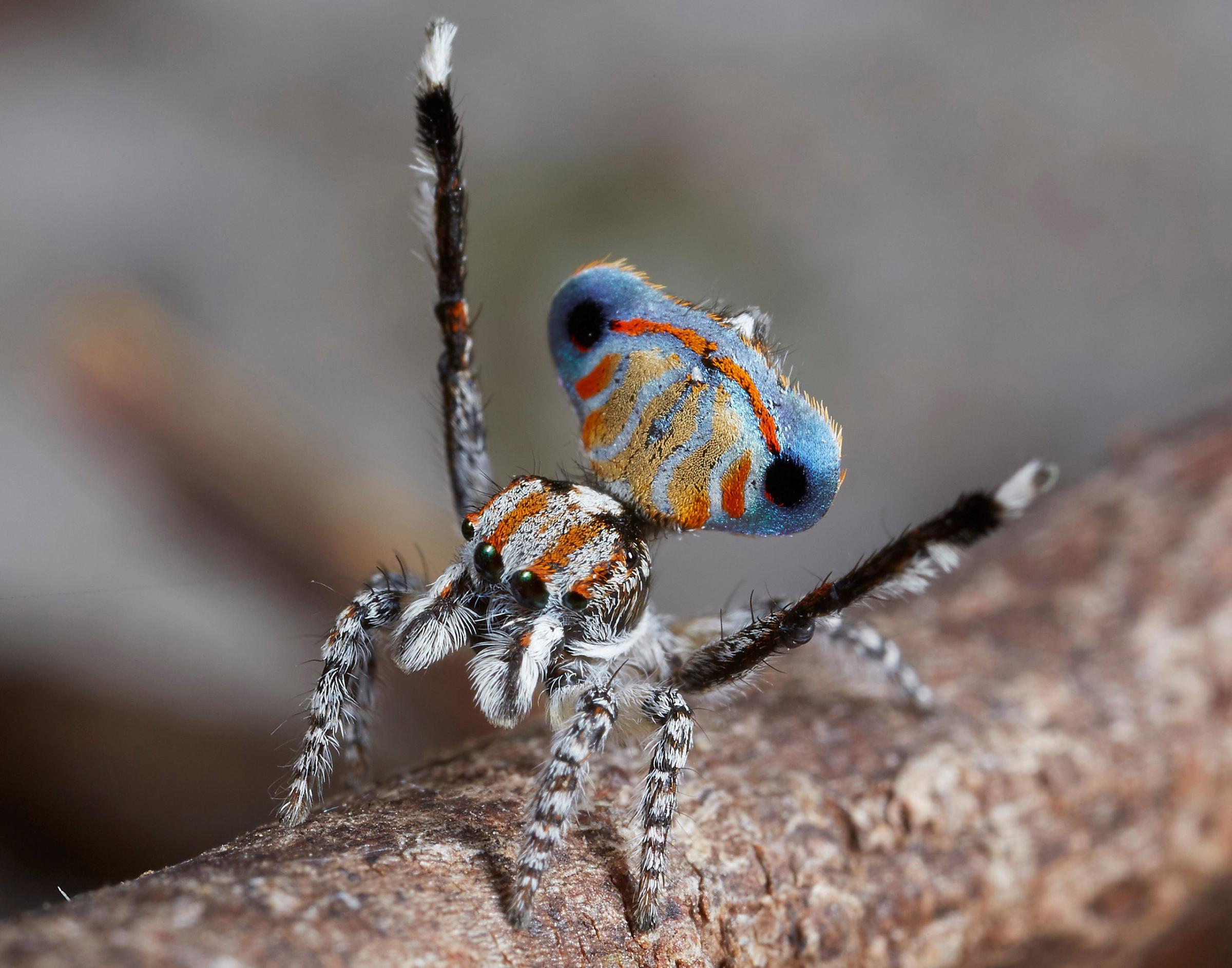 A specimen of the newly-discovered Australian Peacock Spider, Maratus Australis, shows off his colourful abdomen in this undated picture from Australia