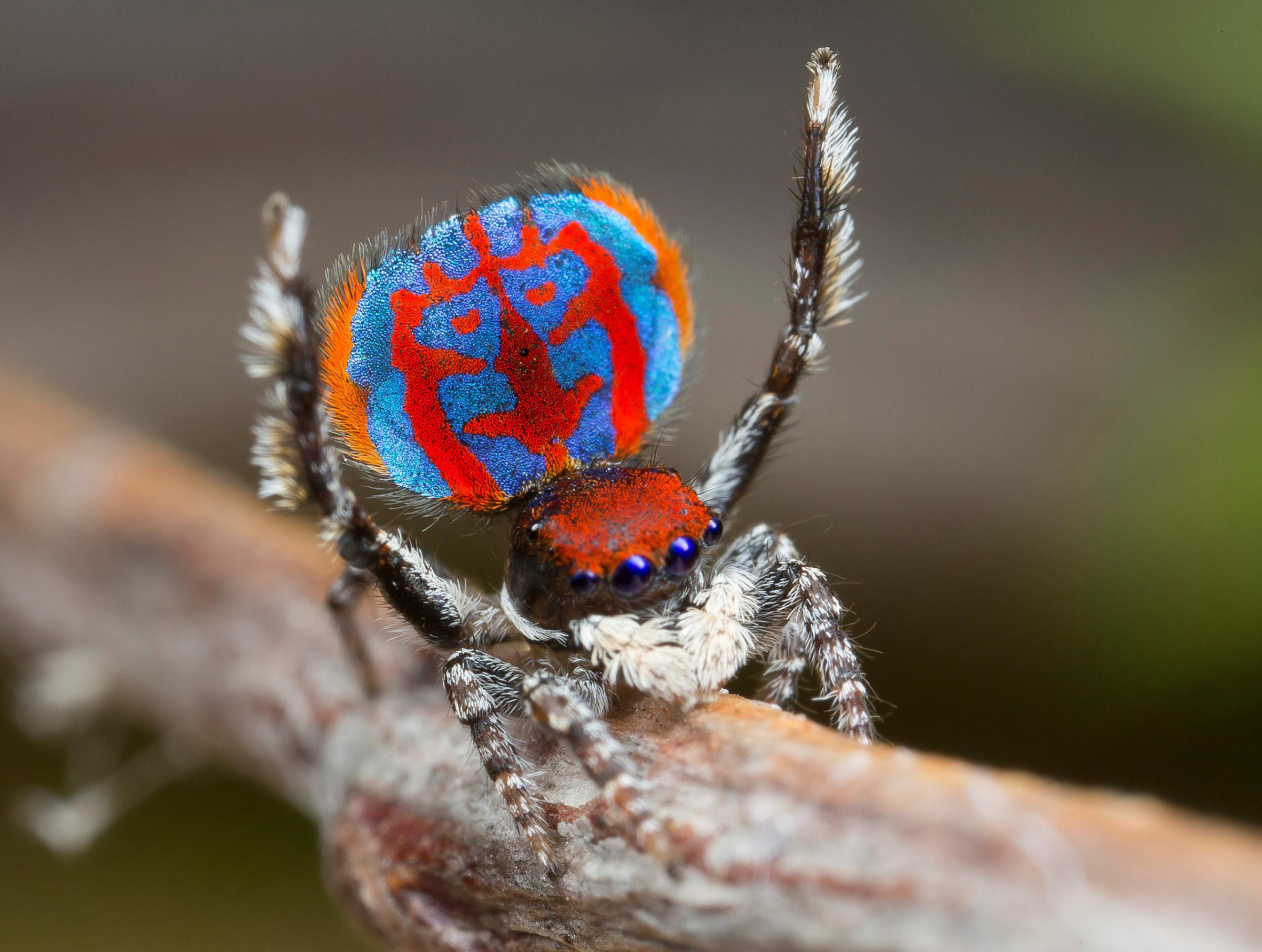 A specimen of the newly-discovered Australian Peacock spider, Maratus Bubo, shows off his colourful abdomen. Bubo, is the genus name for horned owls, a reference to the owl-like pattern on this spider's abdomen.