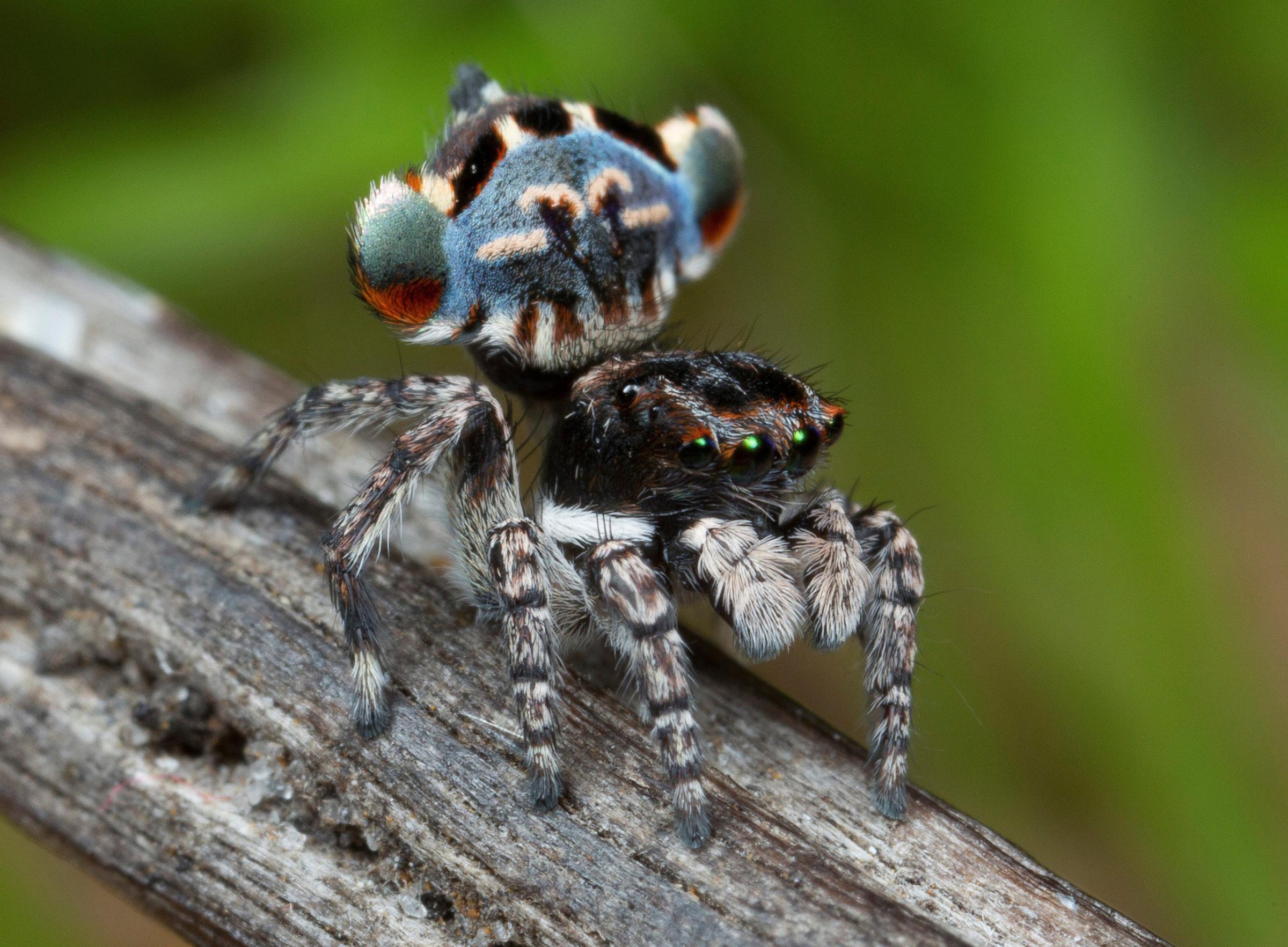 After seeing a photo of this spider in Western Australia, Jürgen raised this Maratus Lobatus spider from an egg before photographing and identifying it.